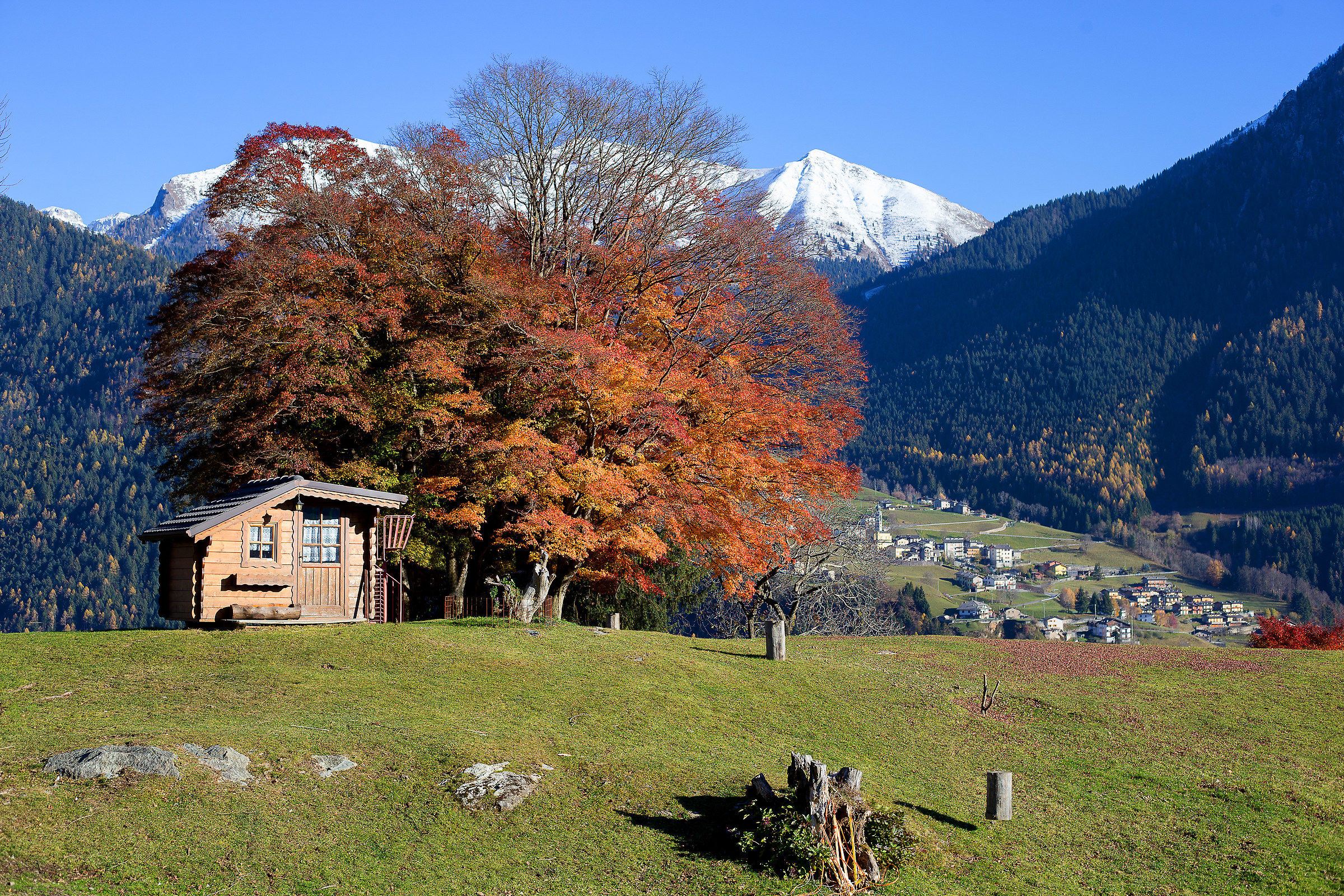 Una capanna e cinque aceri