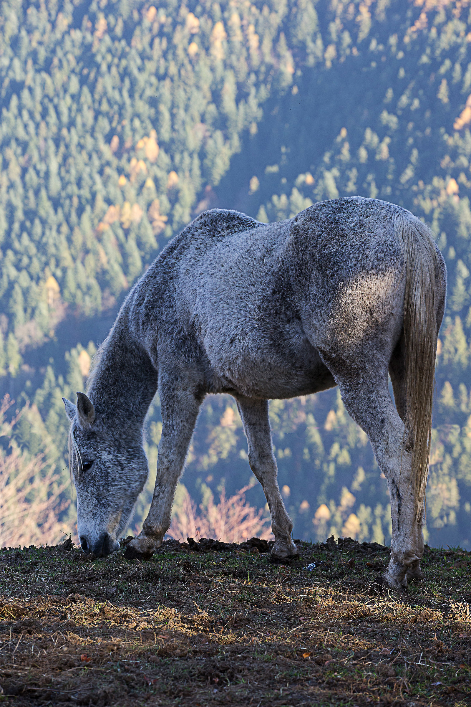 Un puledro sulla collina di Valgoglio