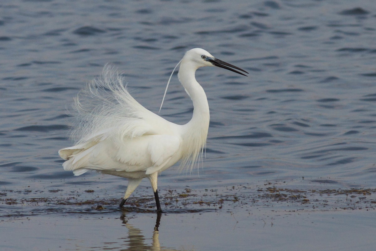 Semplicemente garzetta