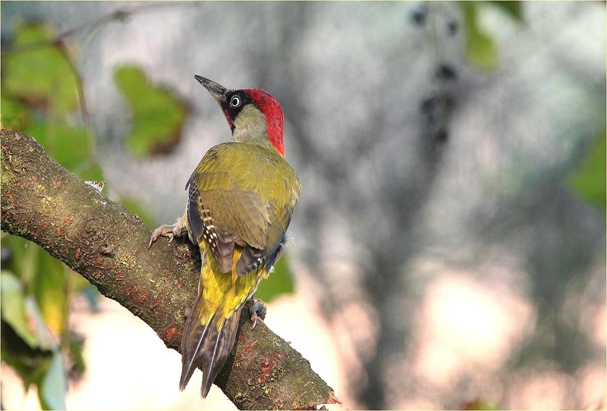 the spin and the green woodpecker