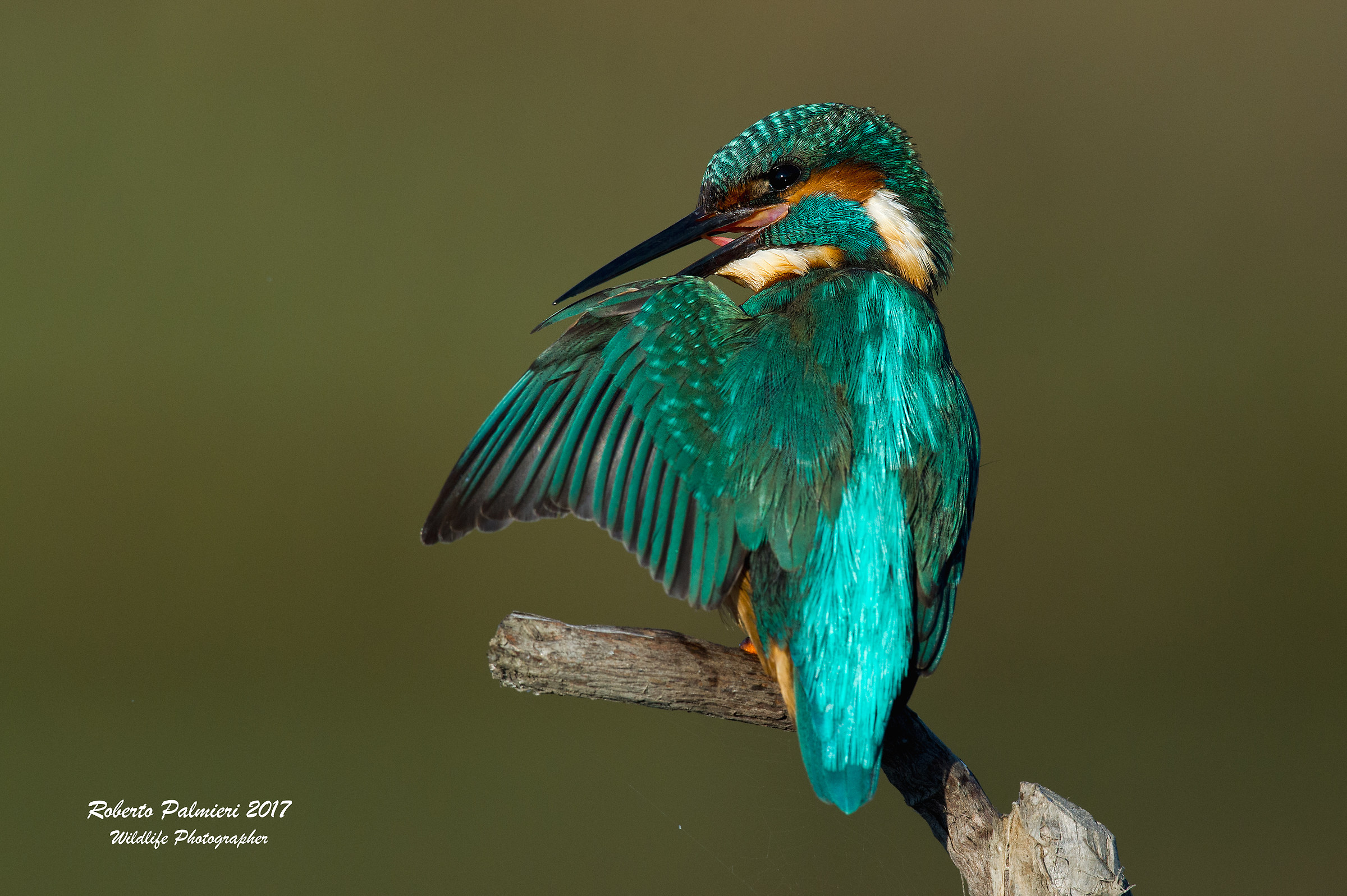 Martin Pescatore (Alcedo Attis) Pulizie mattutine