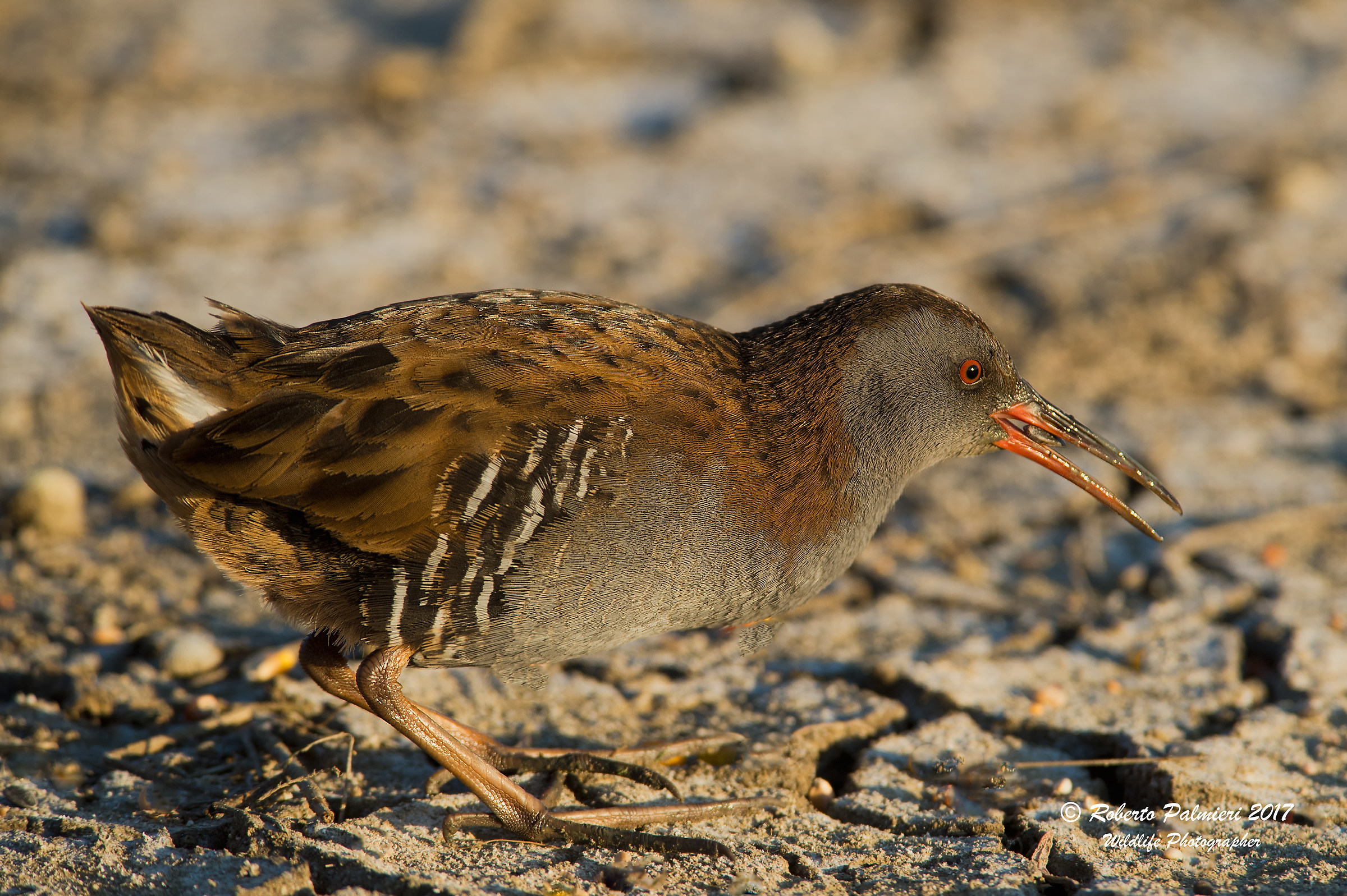 Porciglione (Rallus Acquaticus)