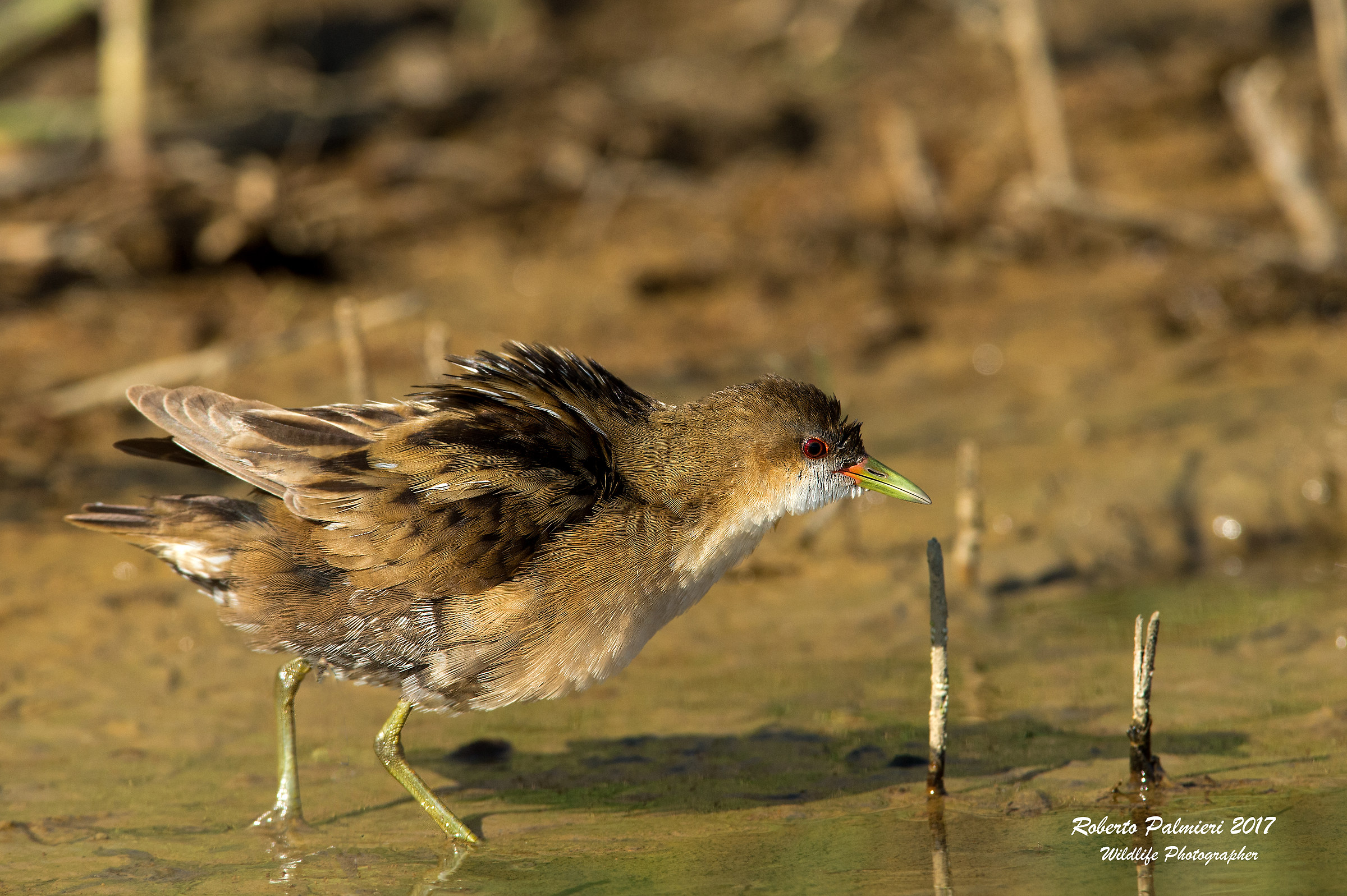 Schiribilla Eurasiatica (Porzana Parva)