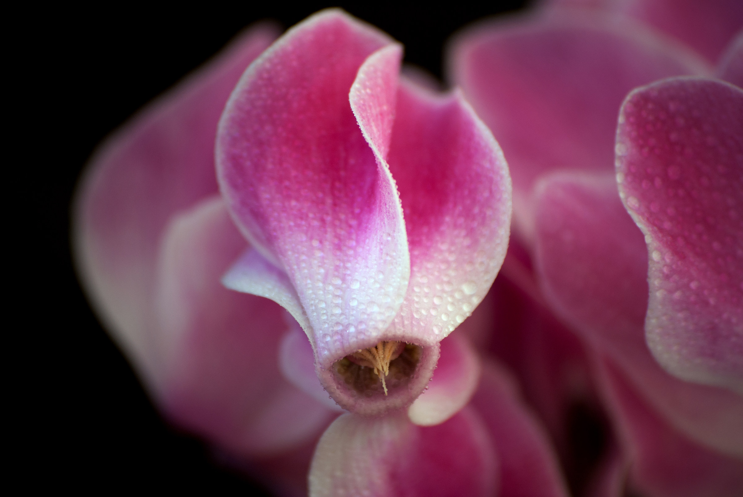 Orchid 1