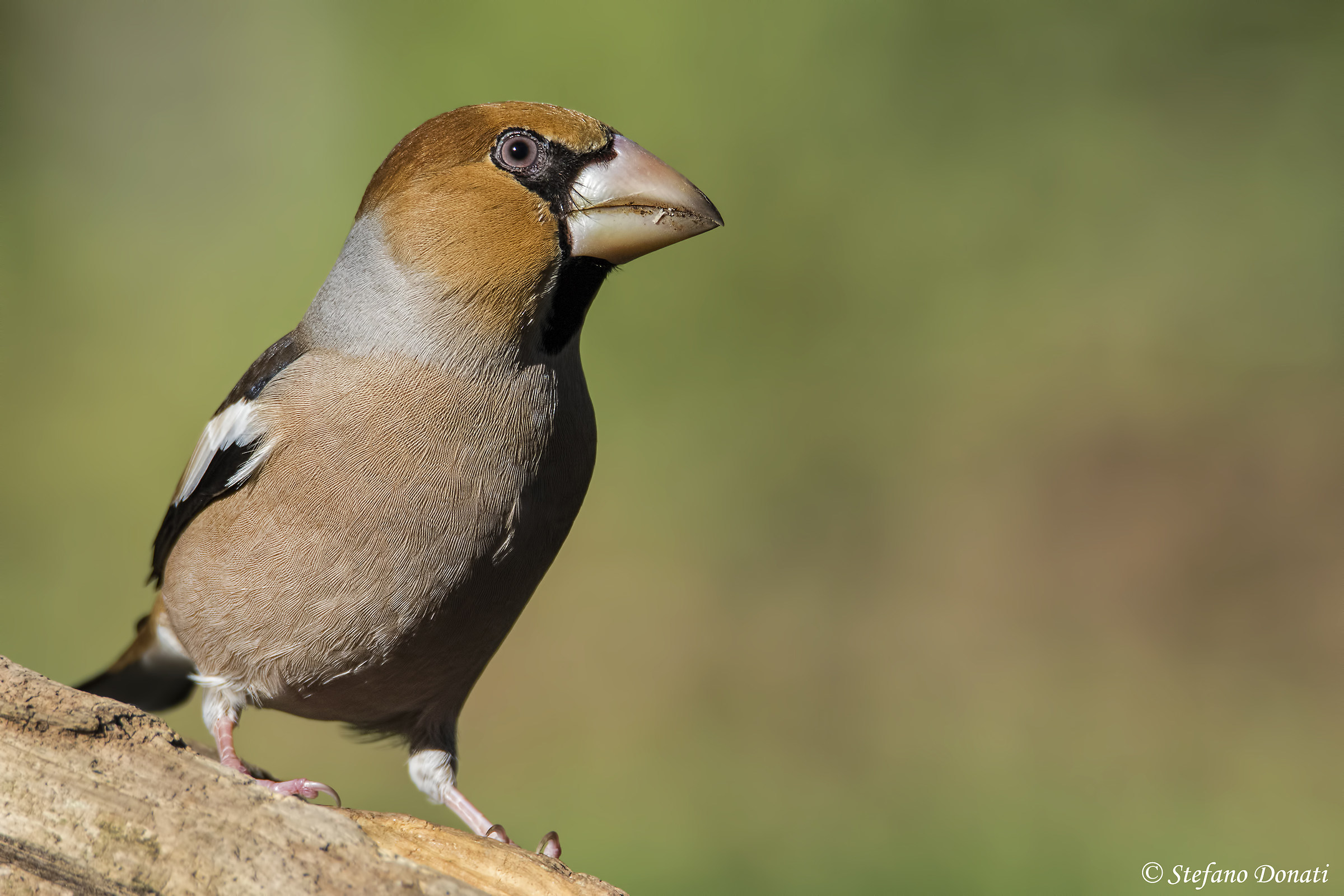 Grosbeak