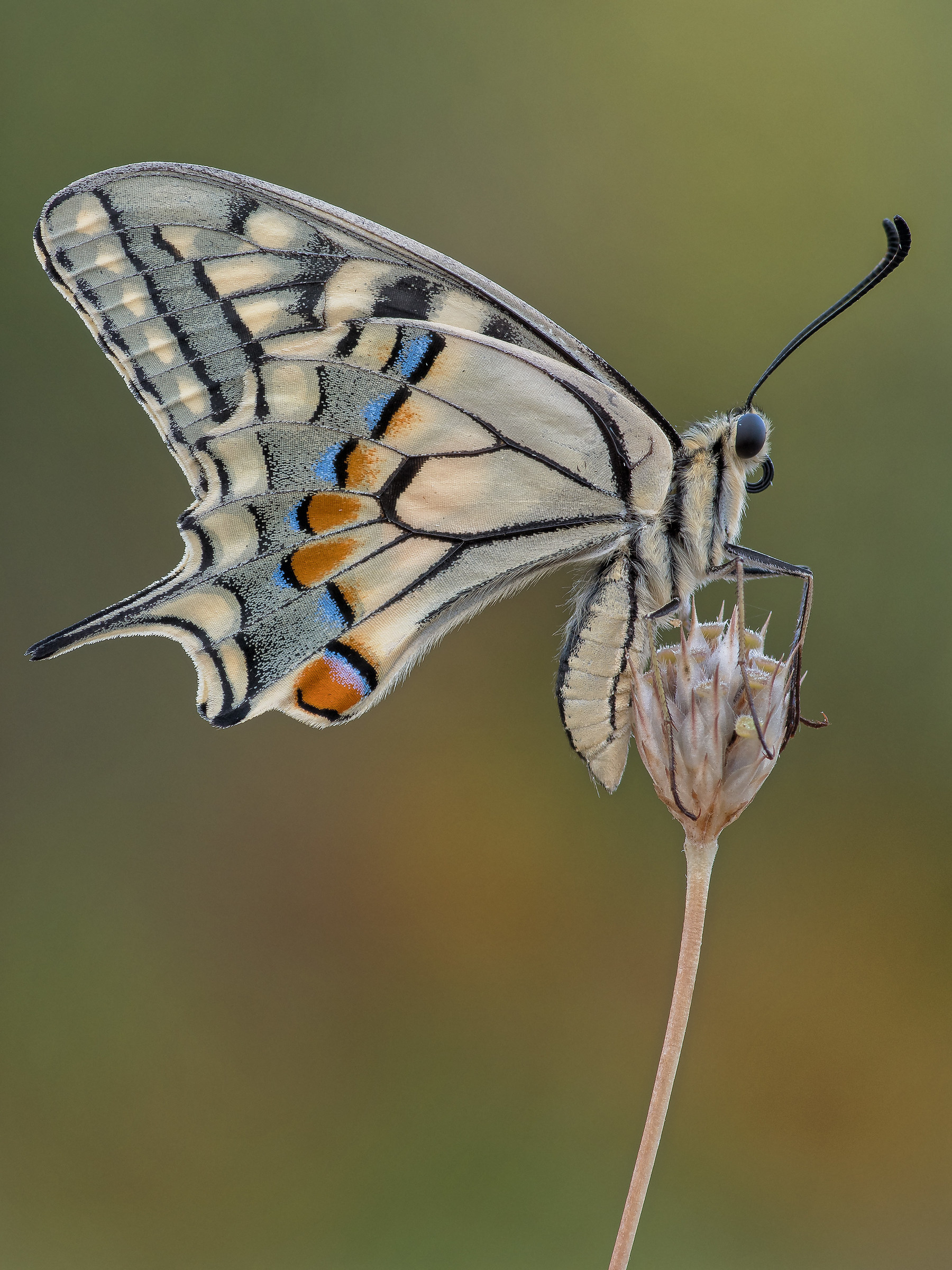 Papilio machaon - Micro 4/3