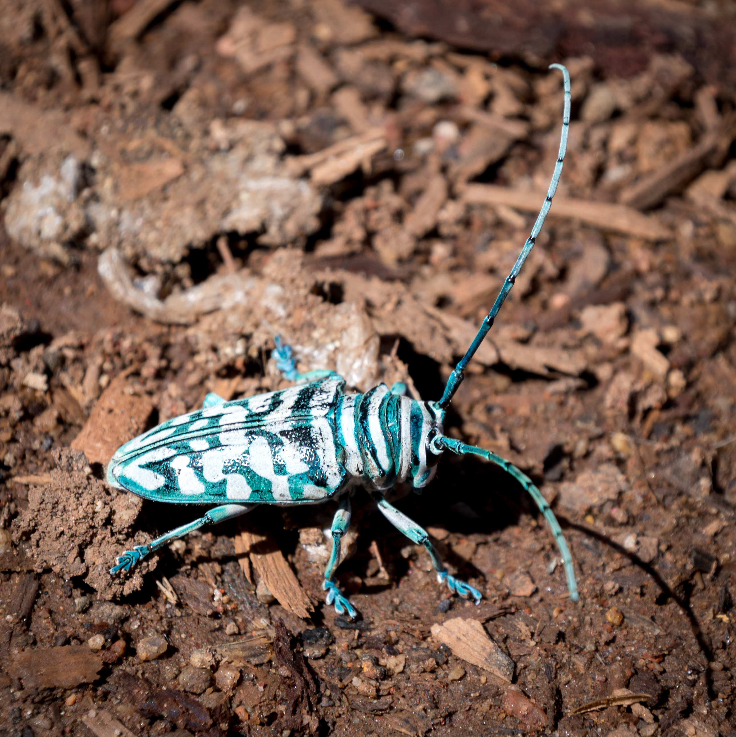 Non un giocattolo di plastica!