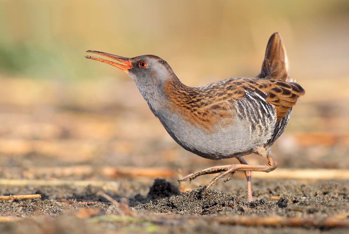 Water Rail