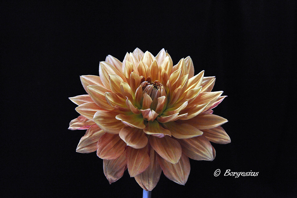 Dahlia