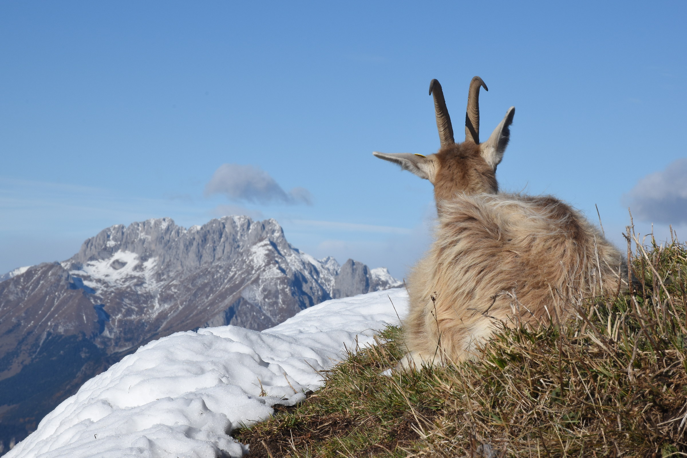 freedom in the summit