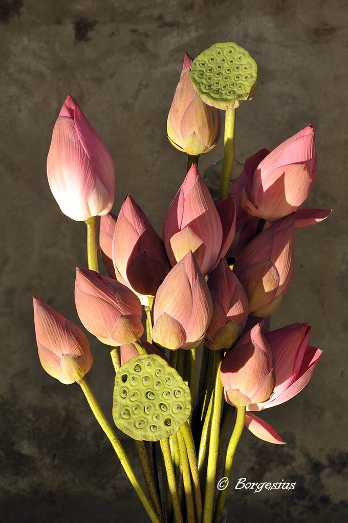 Lotus bouquet