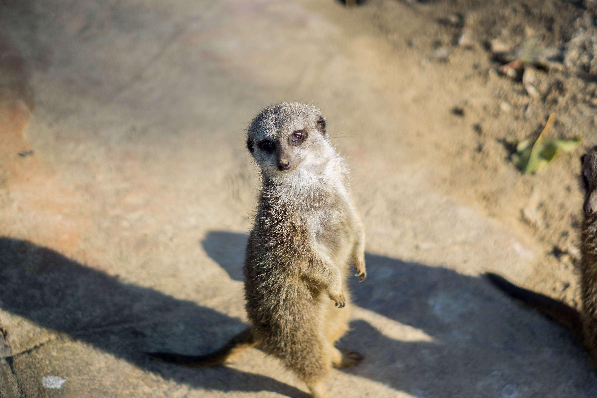 Suricate