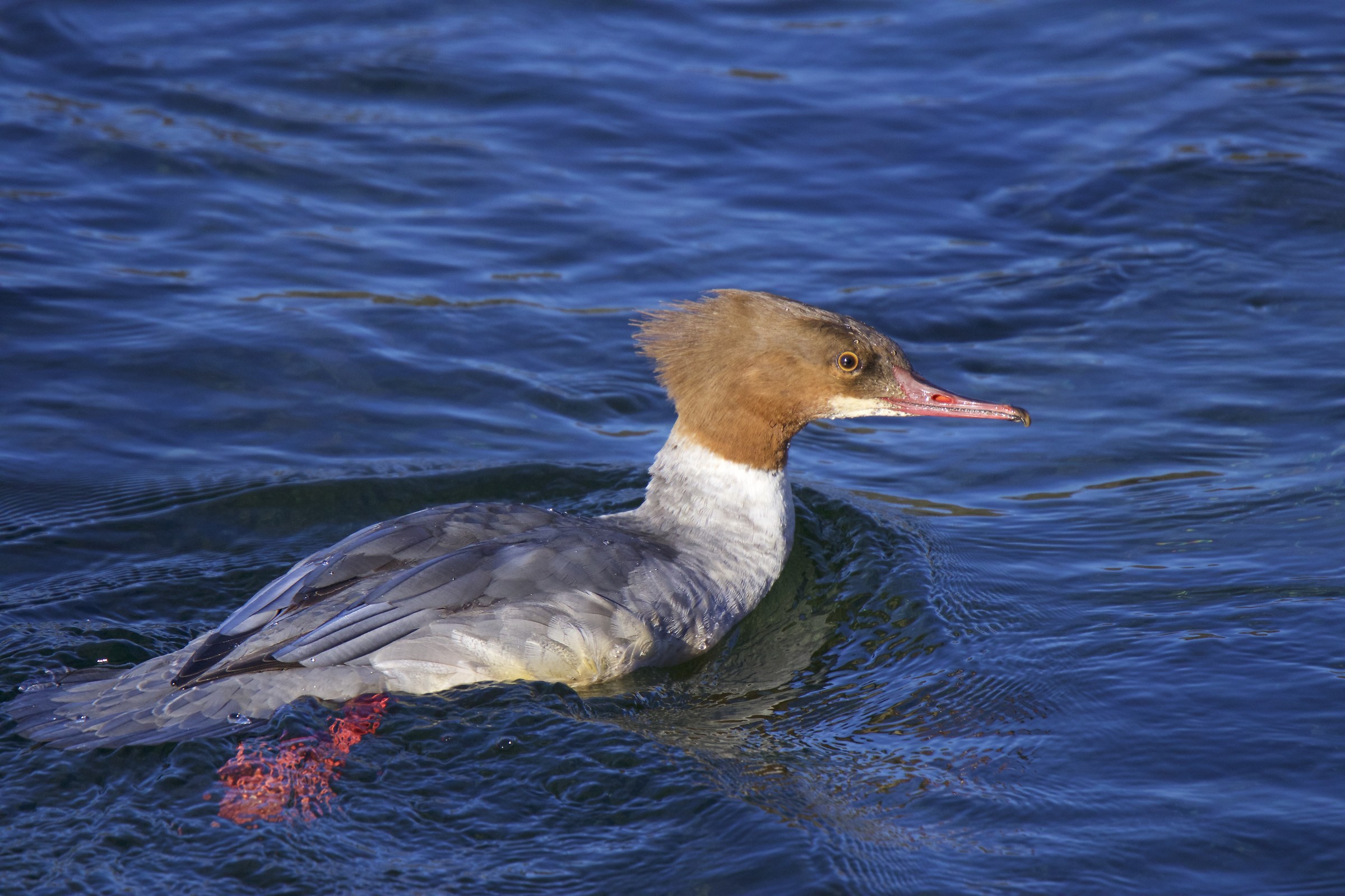 femmina di smergo maggiore