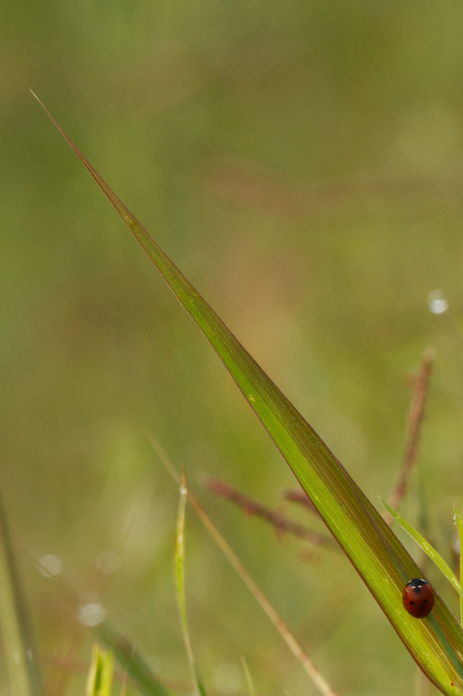 ... toc toc ... I am also ... !!!