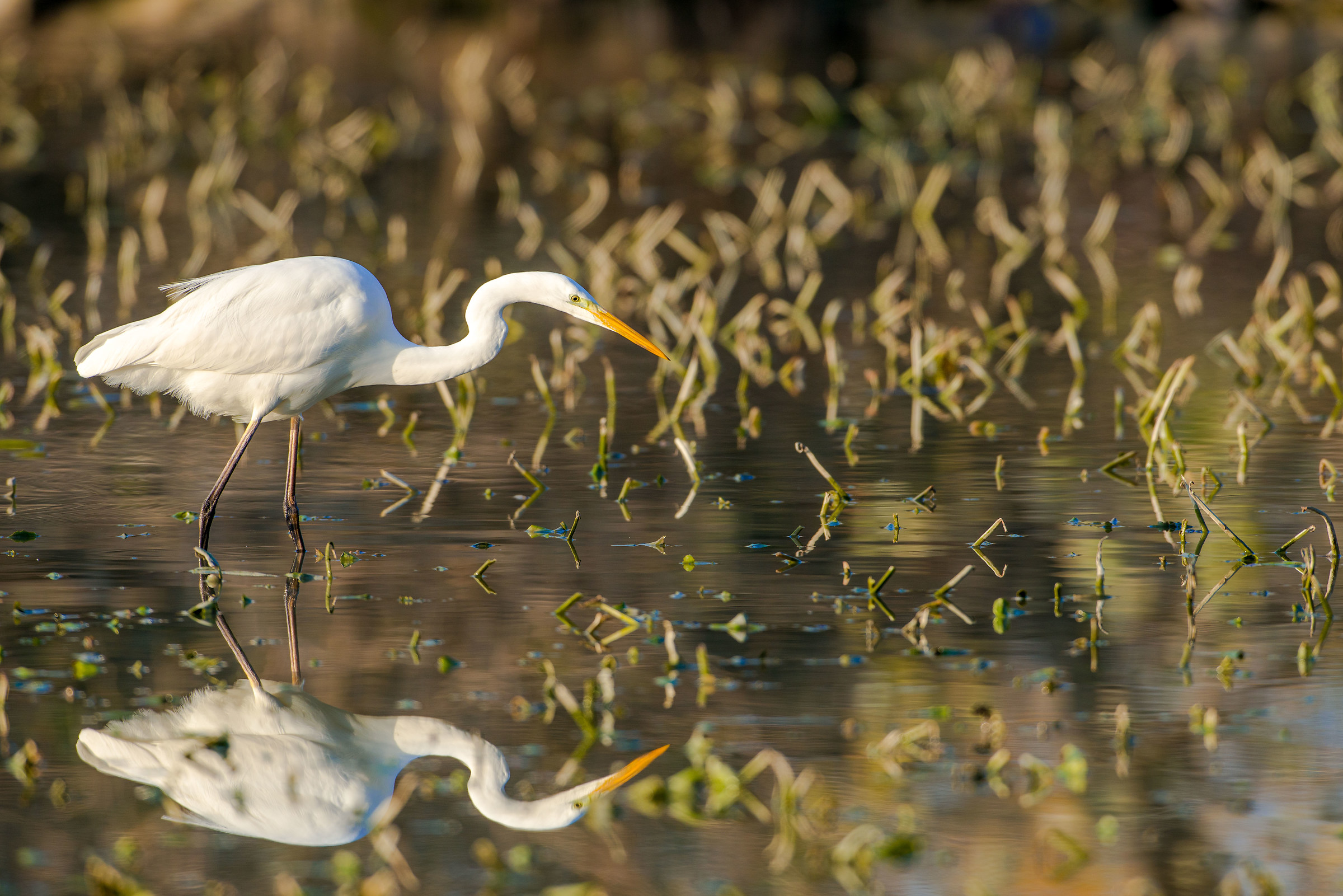 Il riflesso del bianco