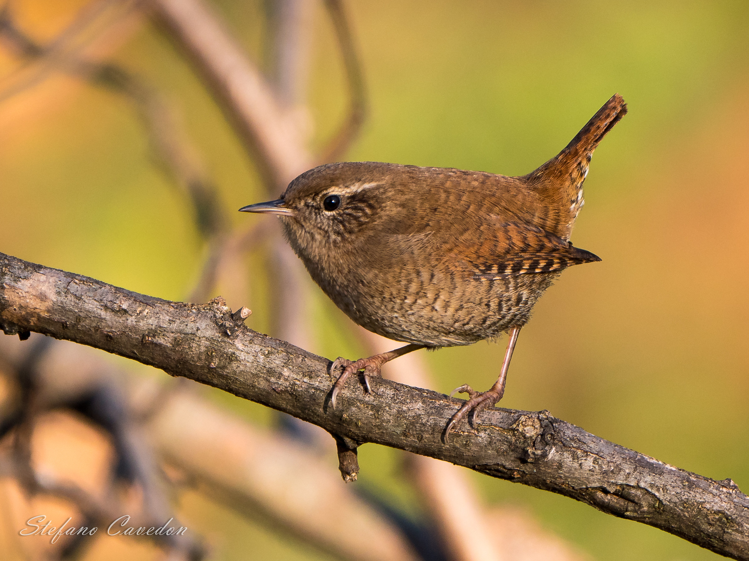 Wren