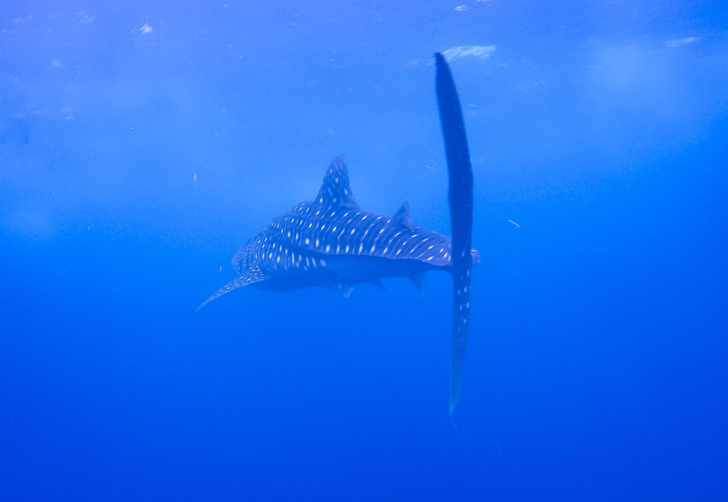Whale shark