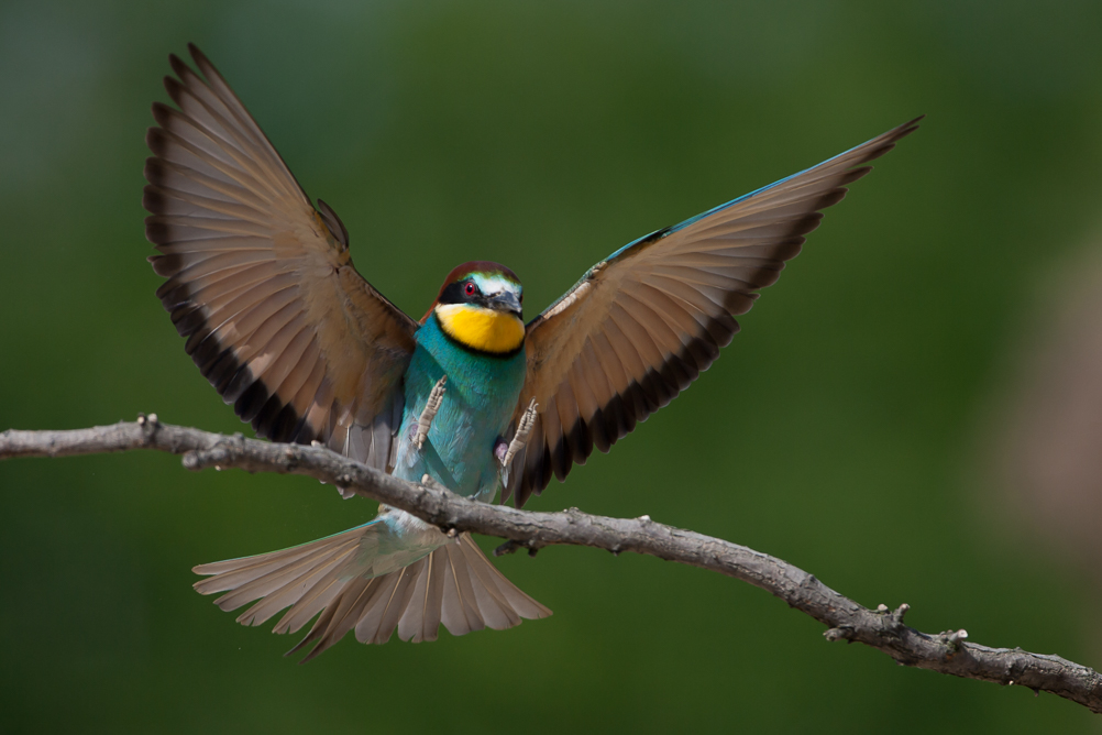 Merops apiaster