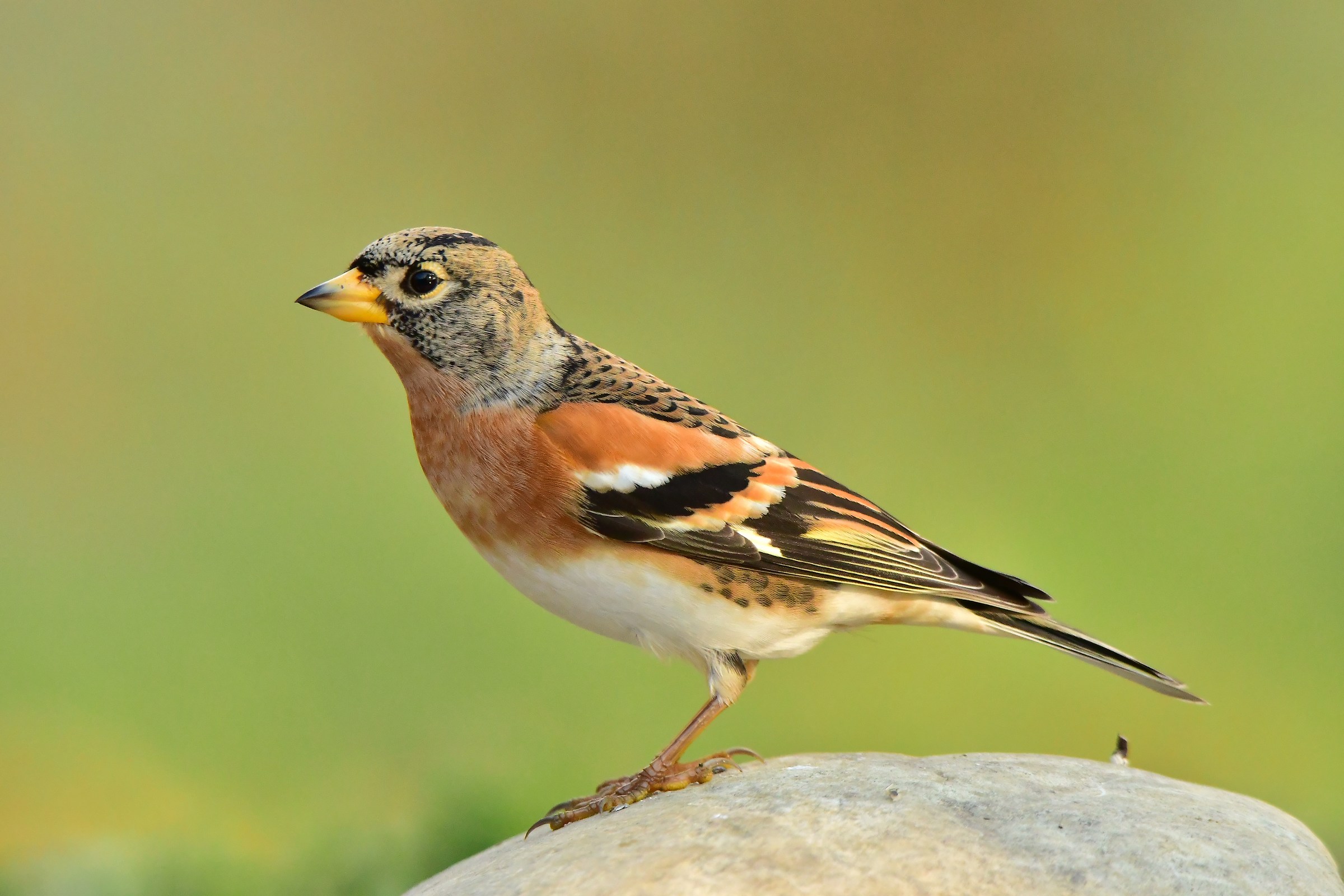 Brambling