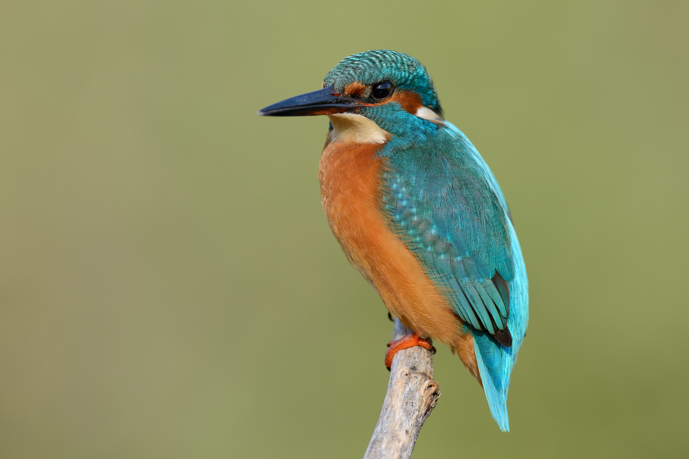 Un HD a pixel reali del 600 con la d800