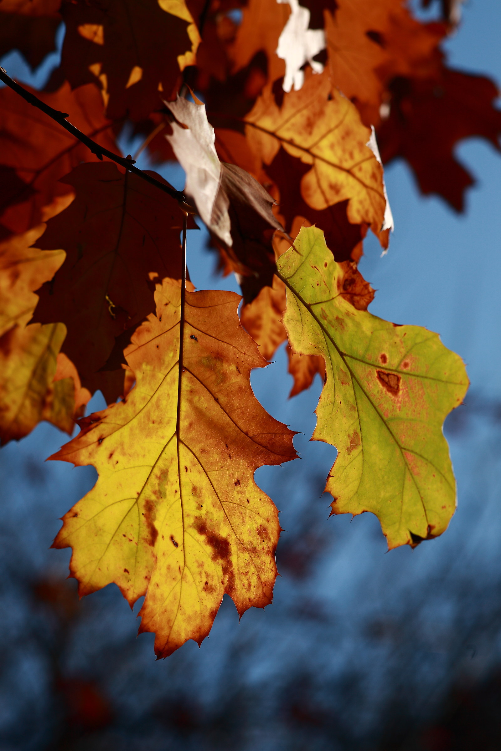Autumn