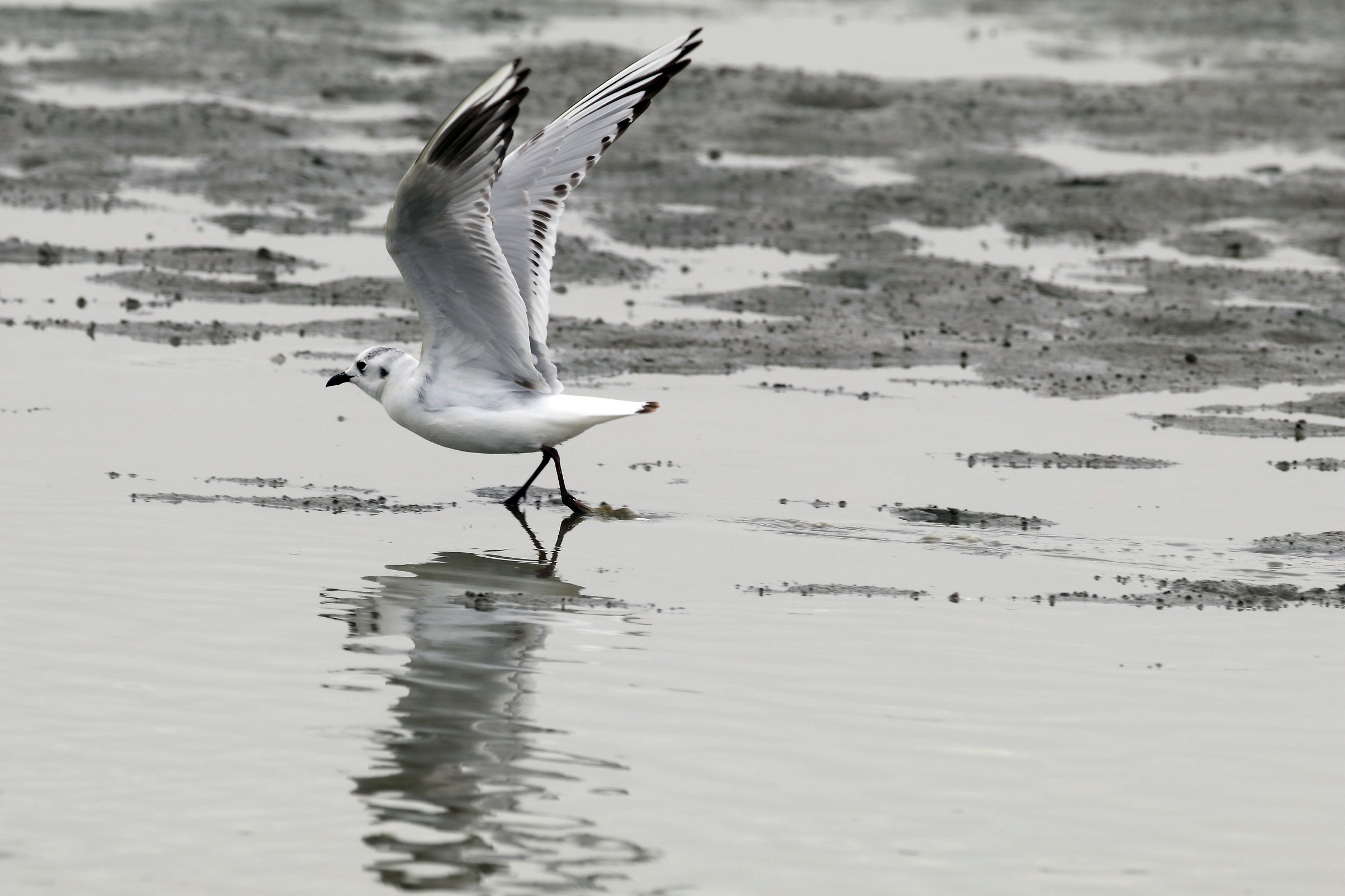 Saunders's Gull