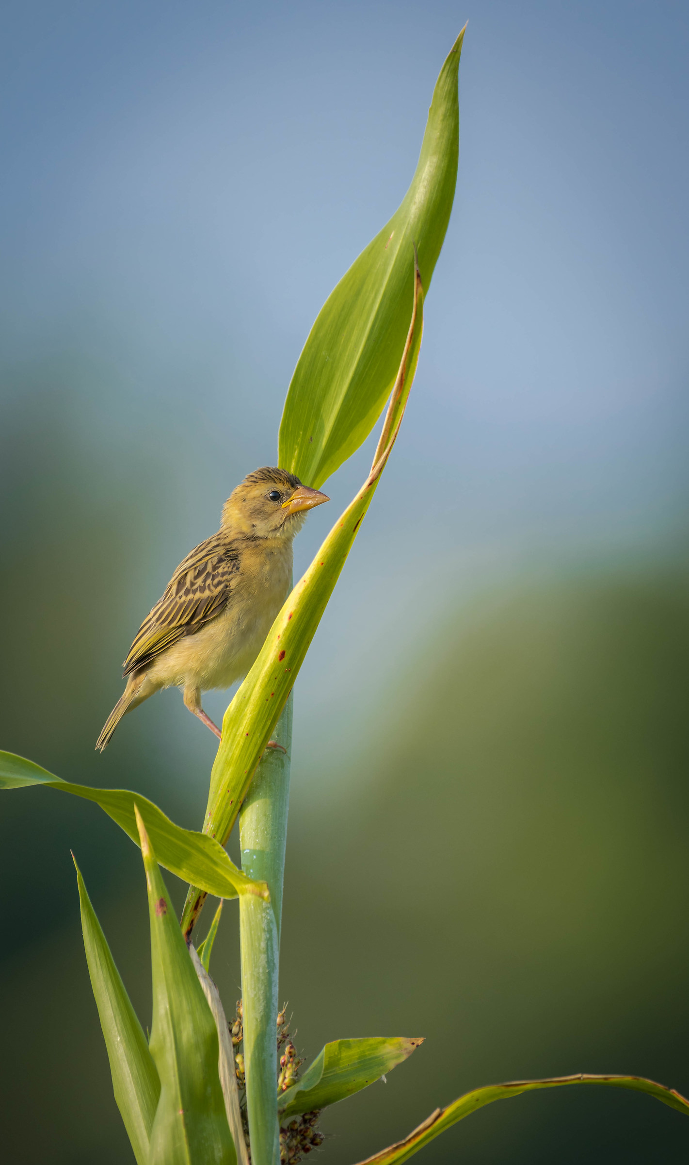 Baya weaver female
