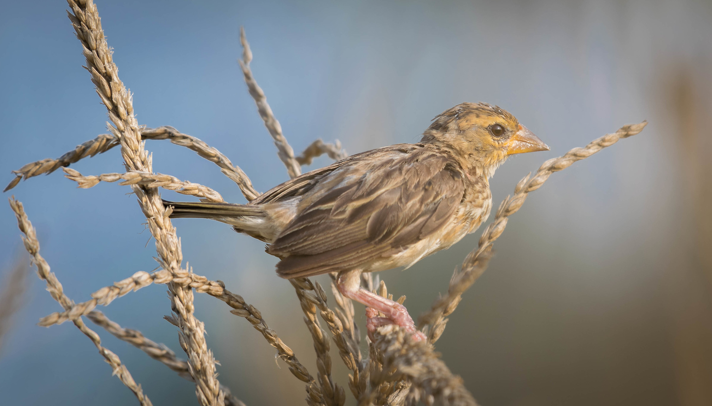 Baya weaver female