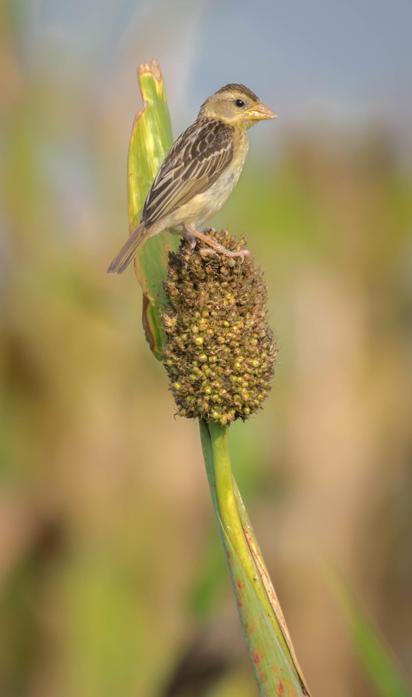 Baya weaver female
