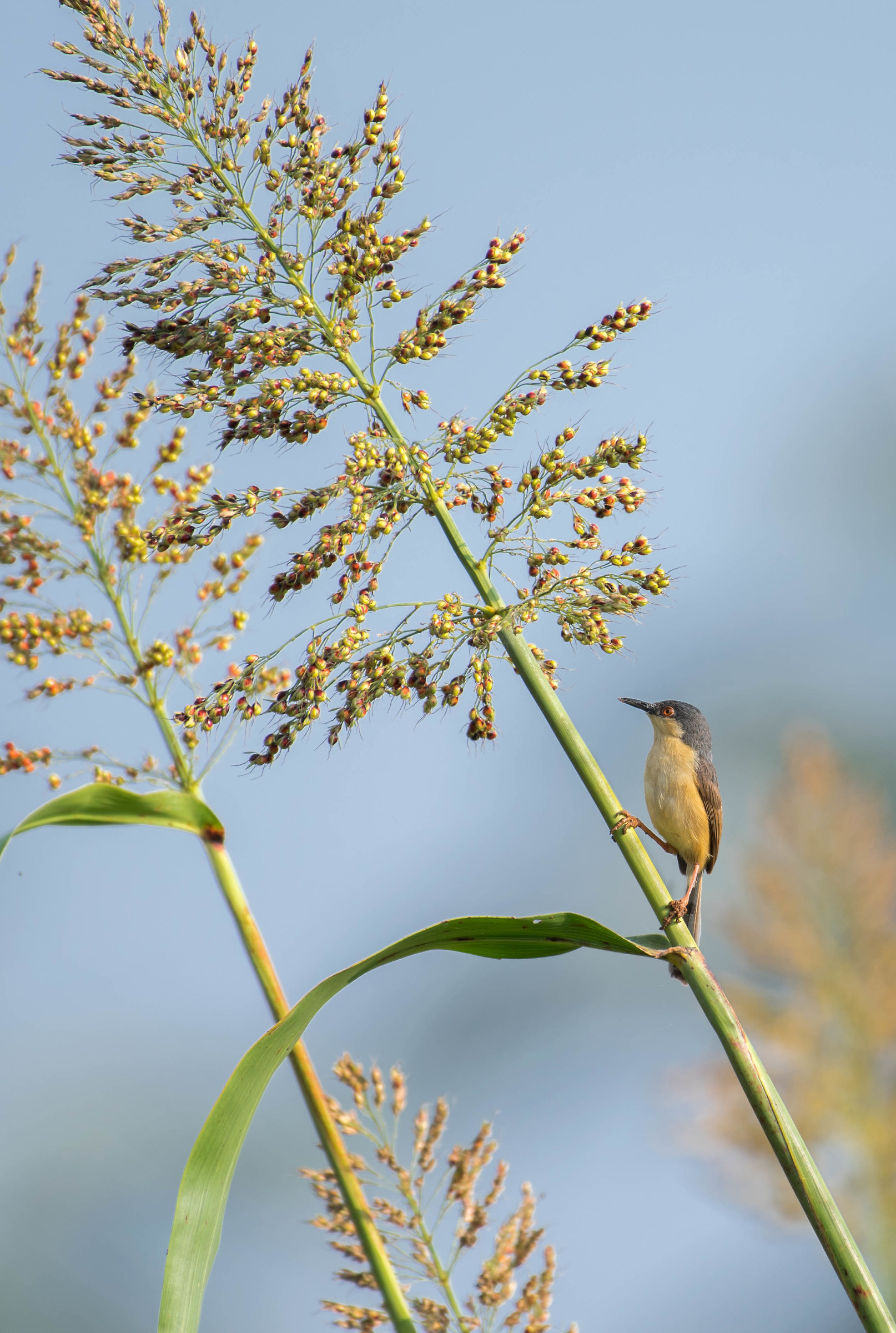 Ashy prinia