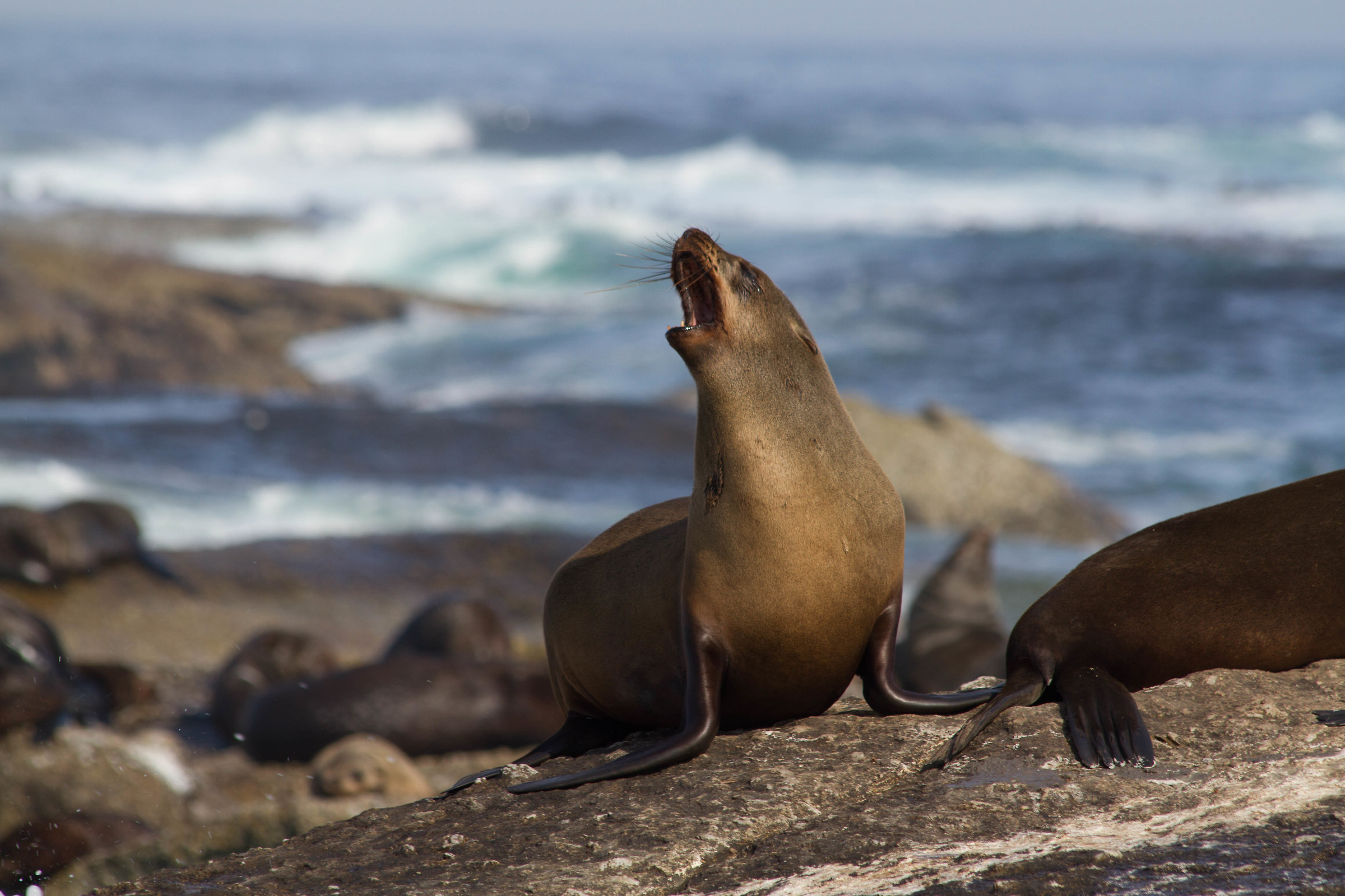 Cape Fur Seal