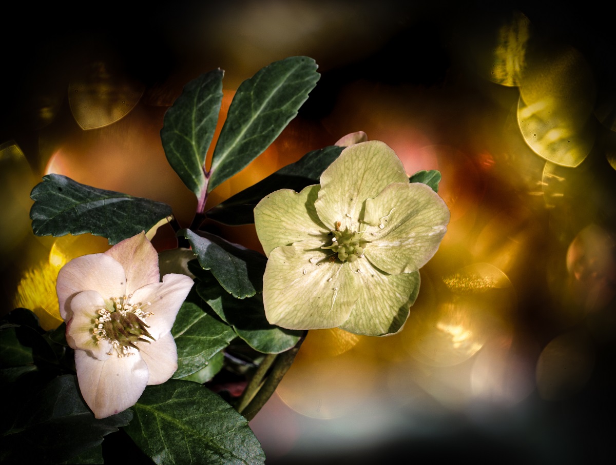 helleborus