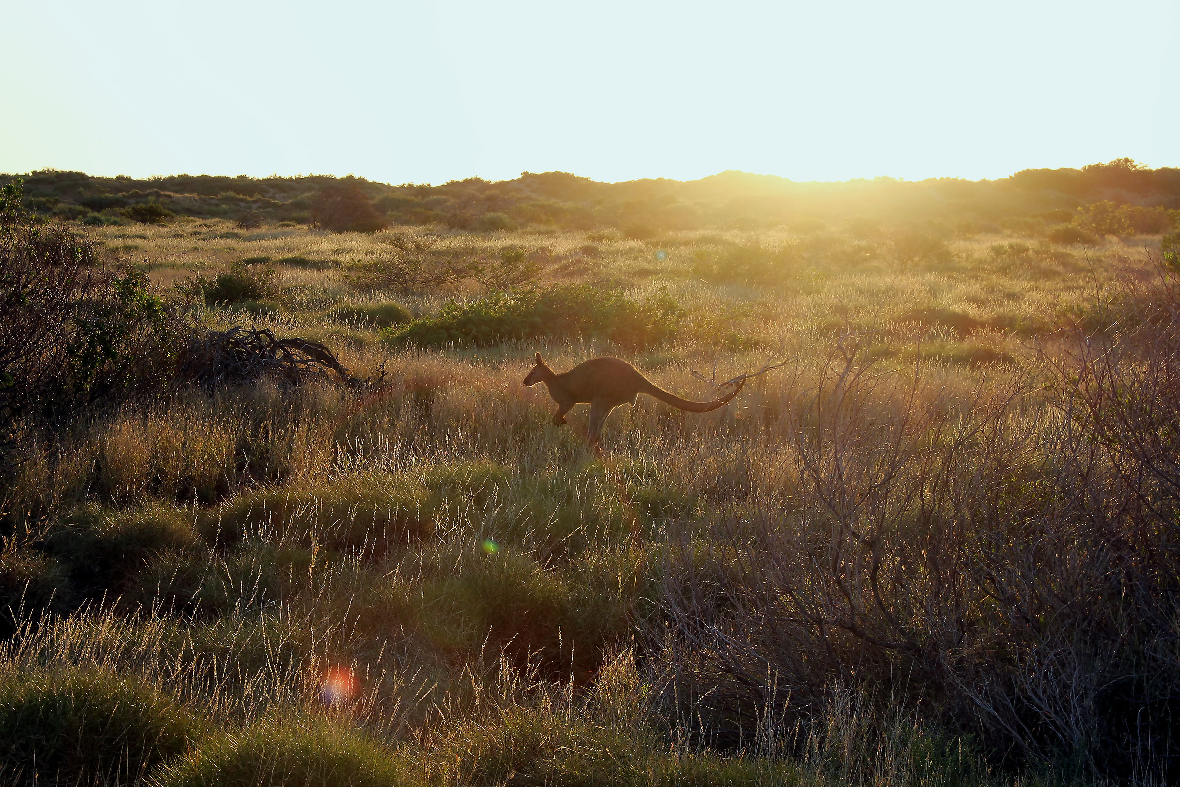 "Qantas logo" in the sunset