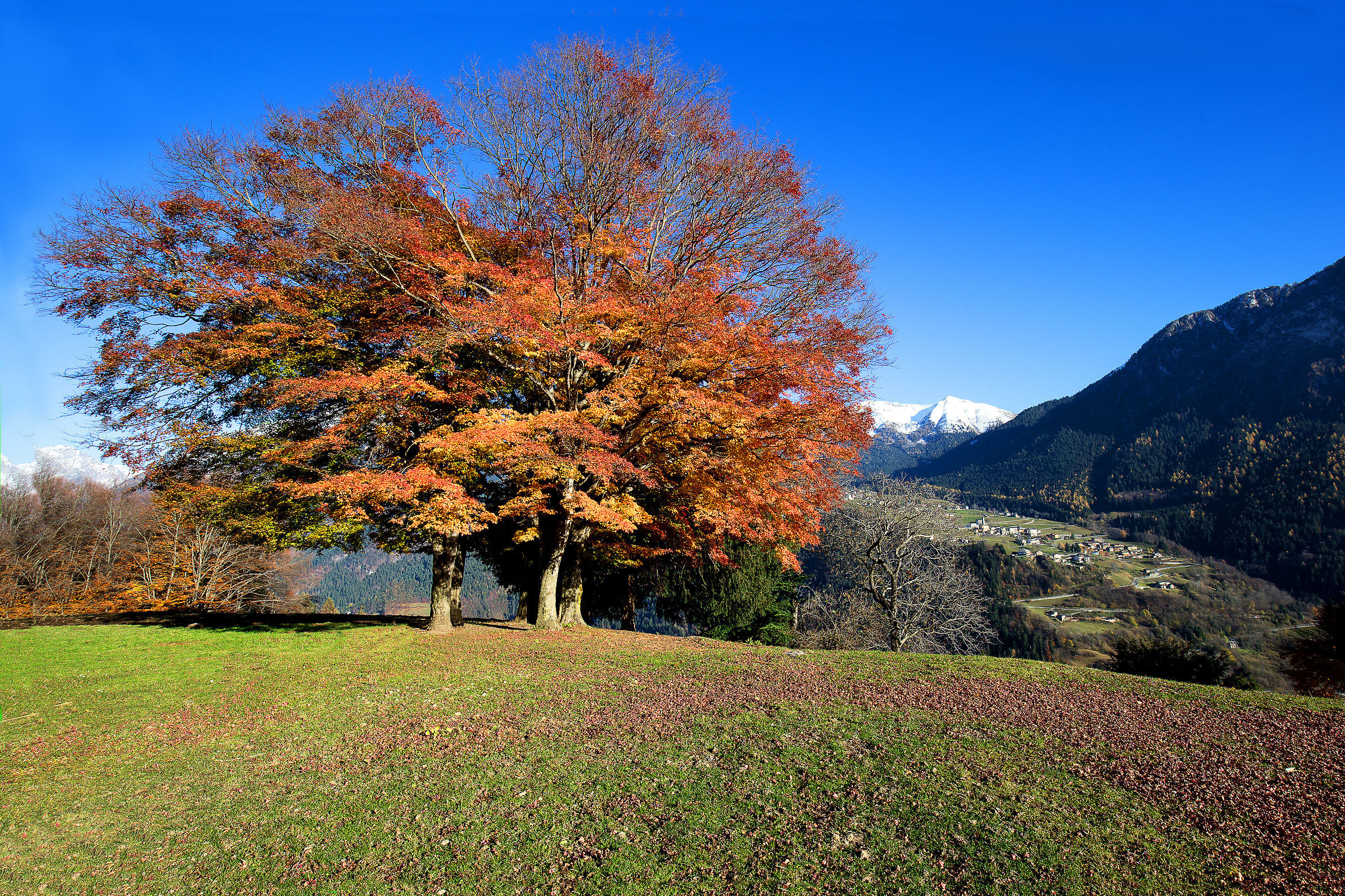 the five maples on the hill of Valgoglio