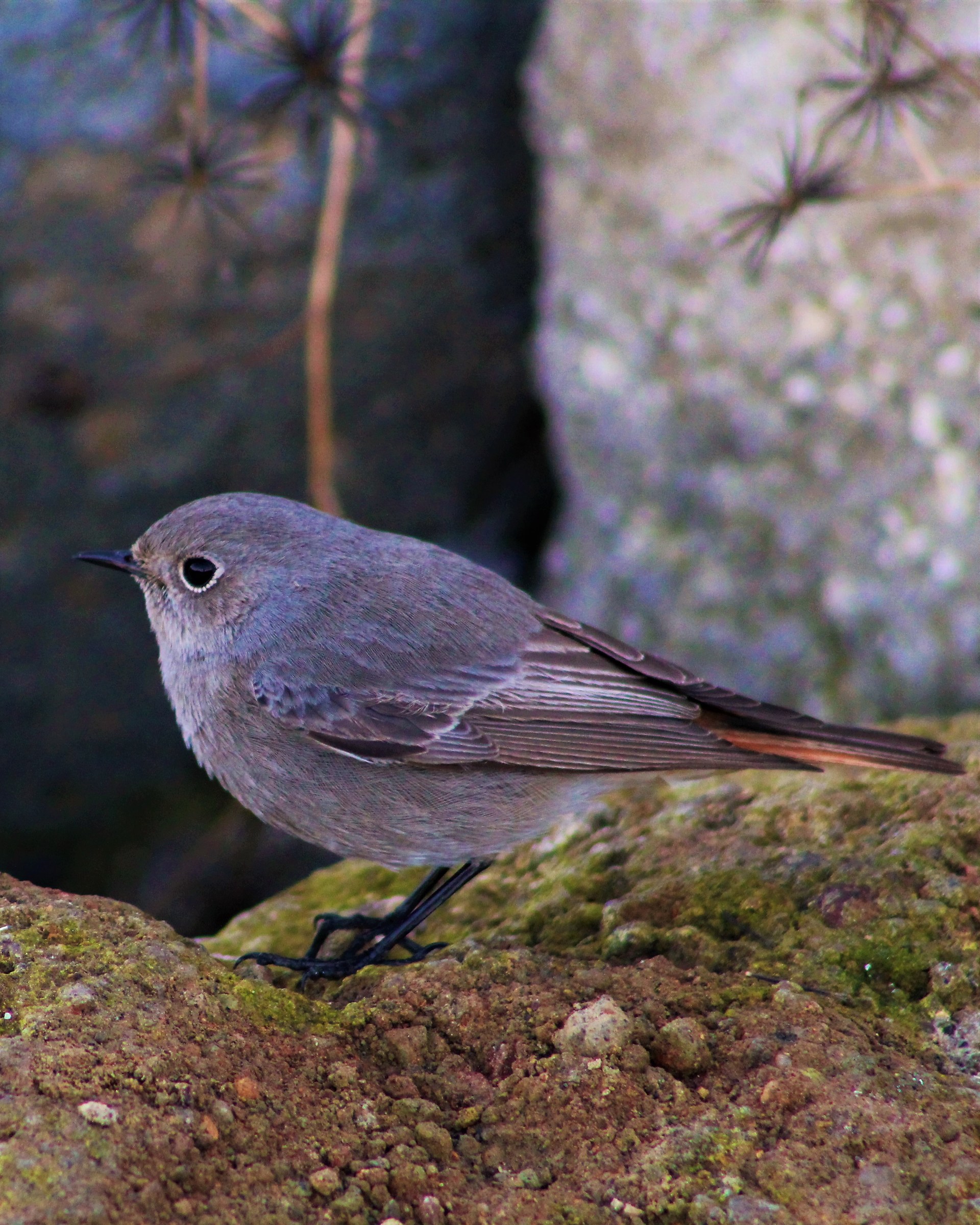 Redstart