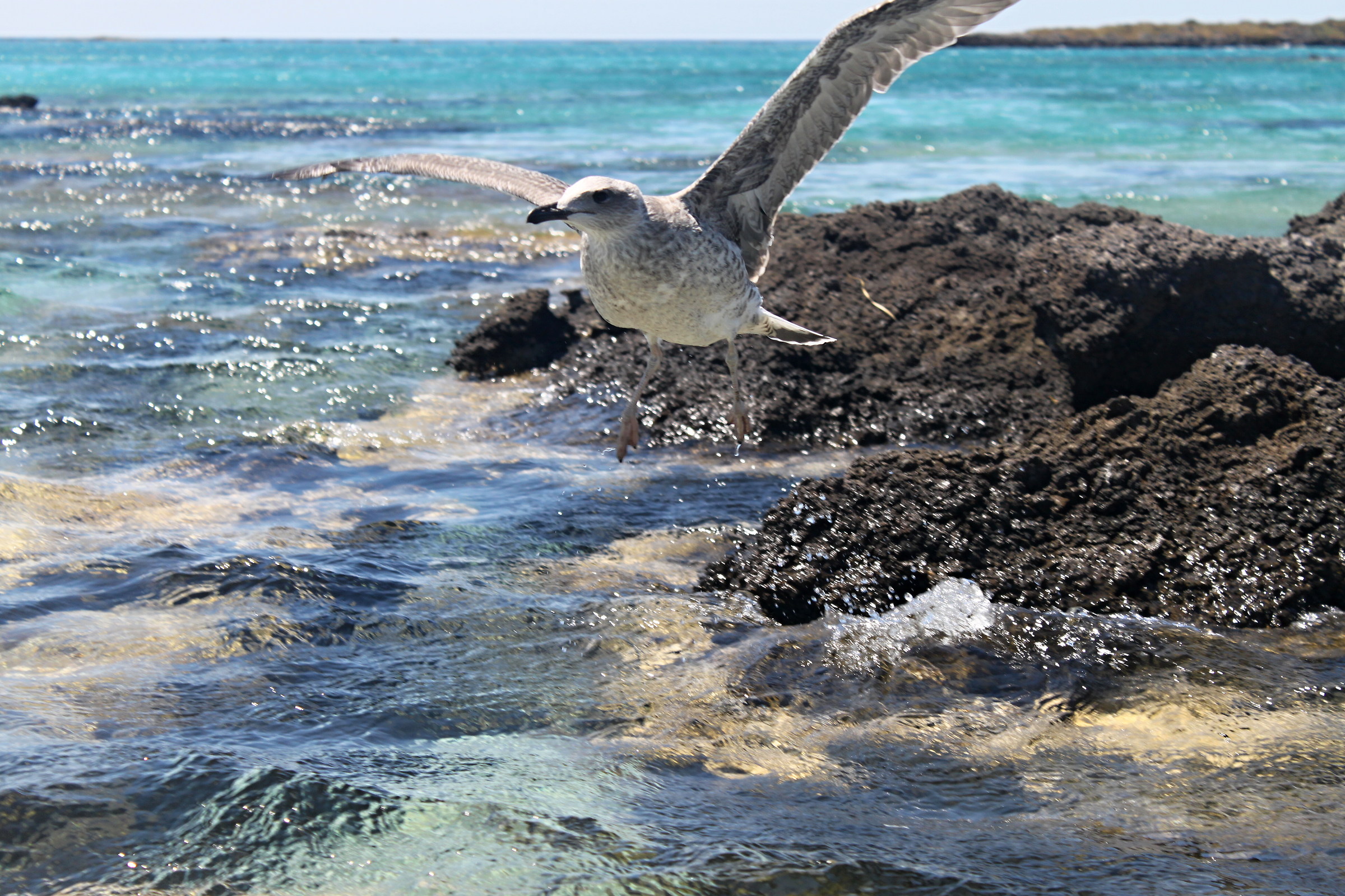 Small gull in flight