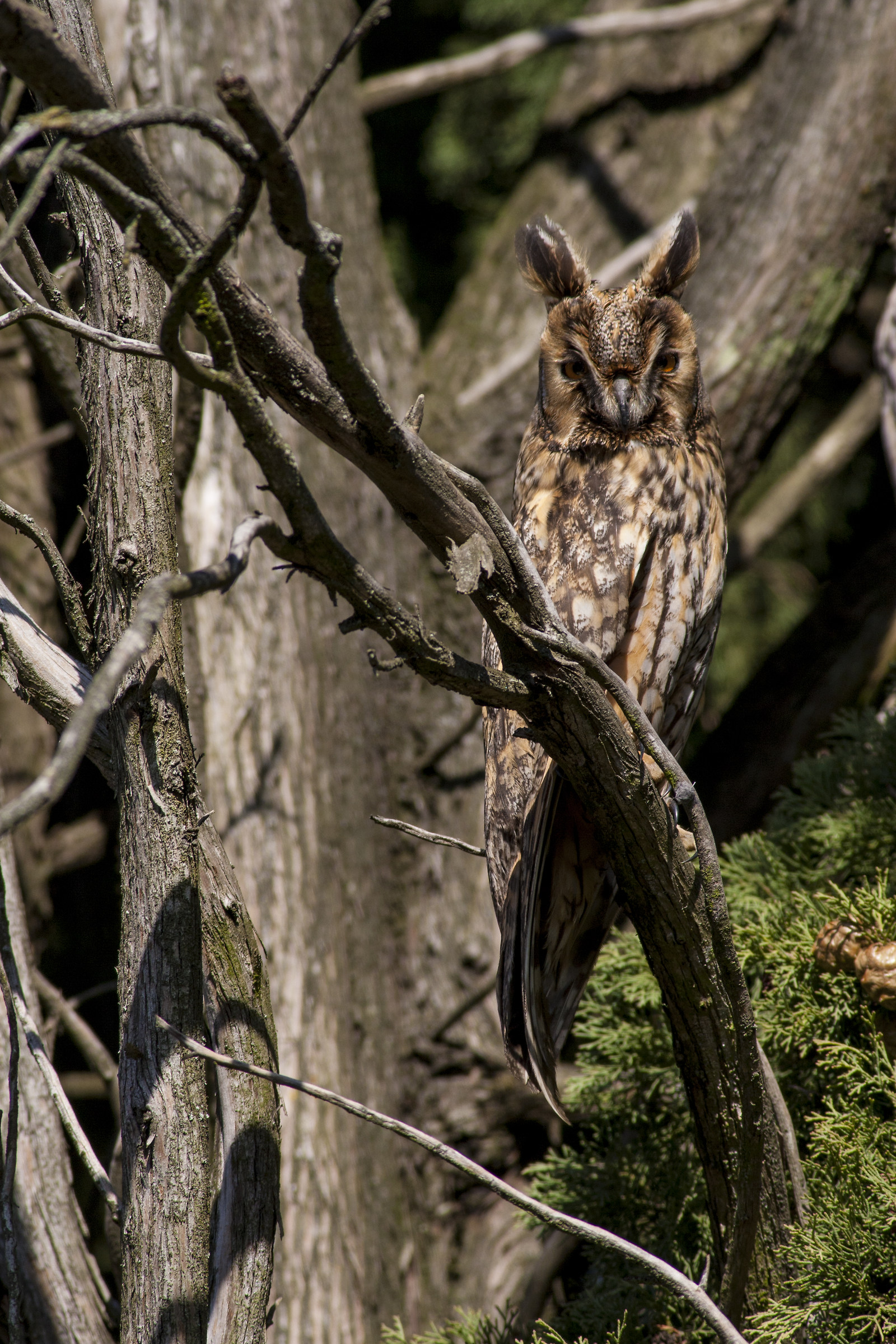 Common owl