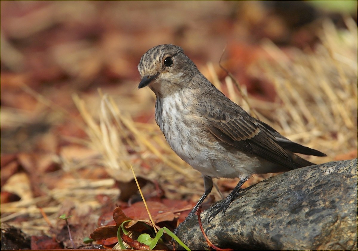 "it seems to me a crawler, or not !!!!