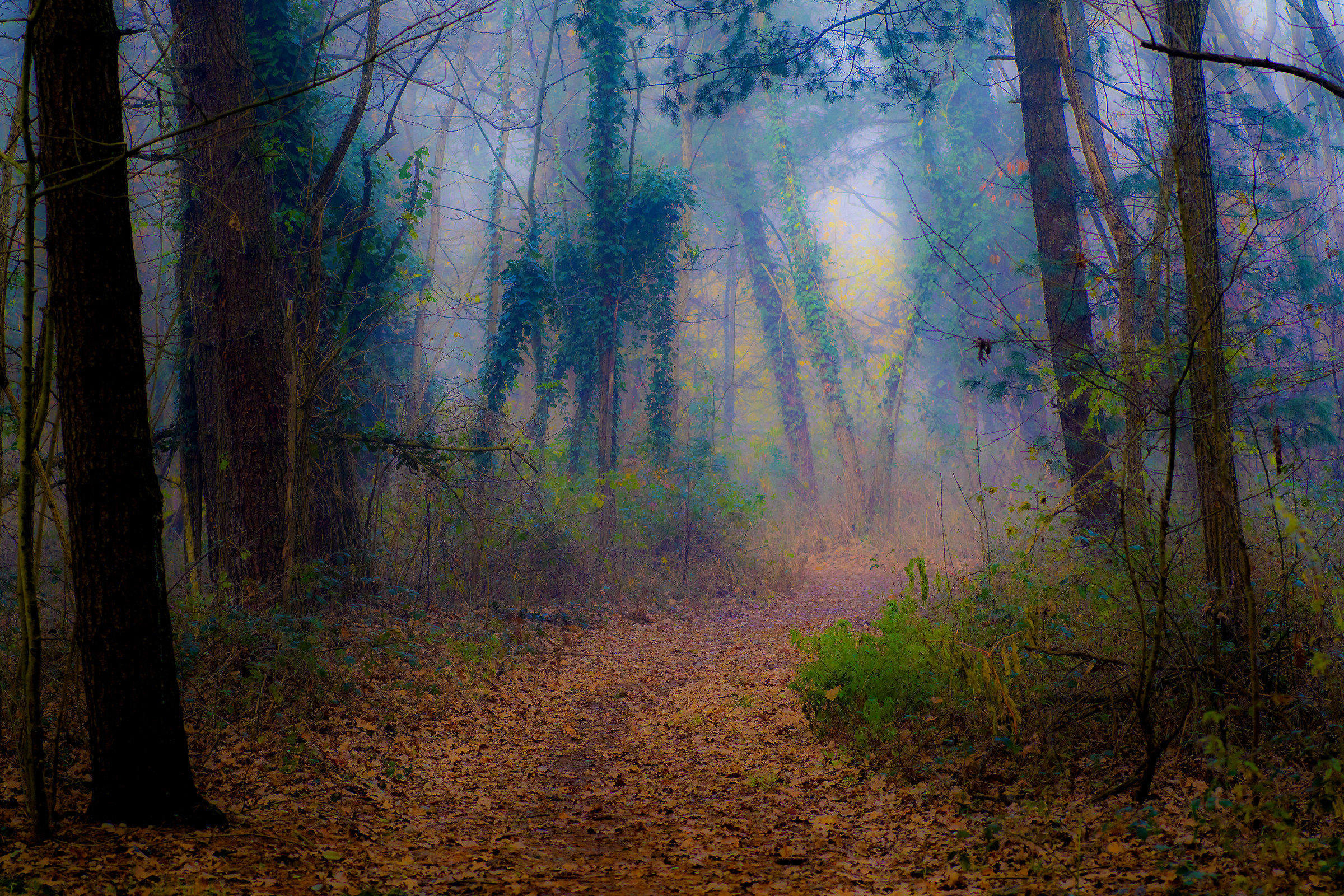 In the enchanted woods