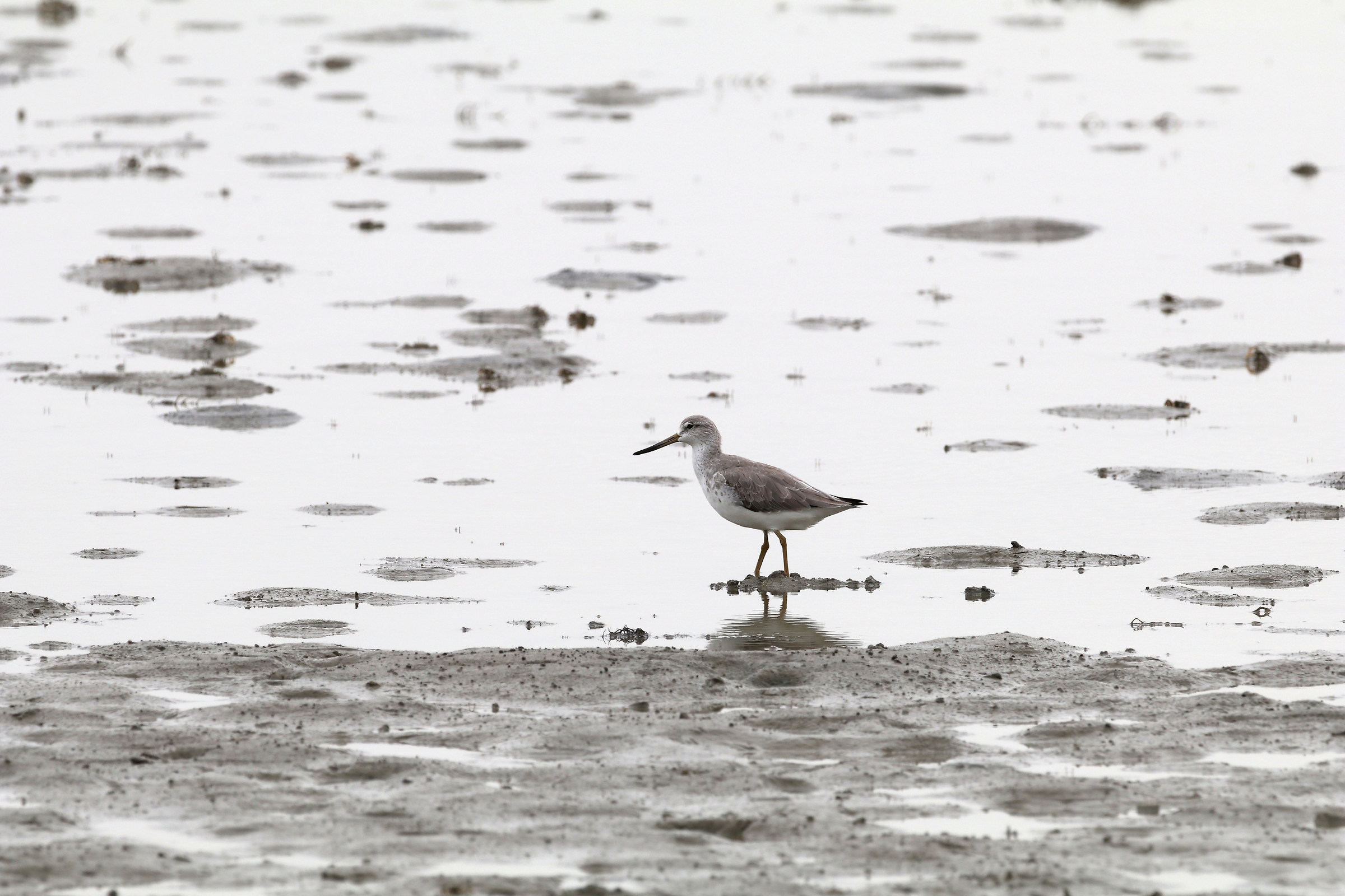 Nordmann's Greenshank