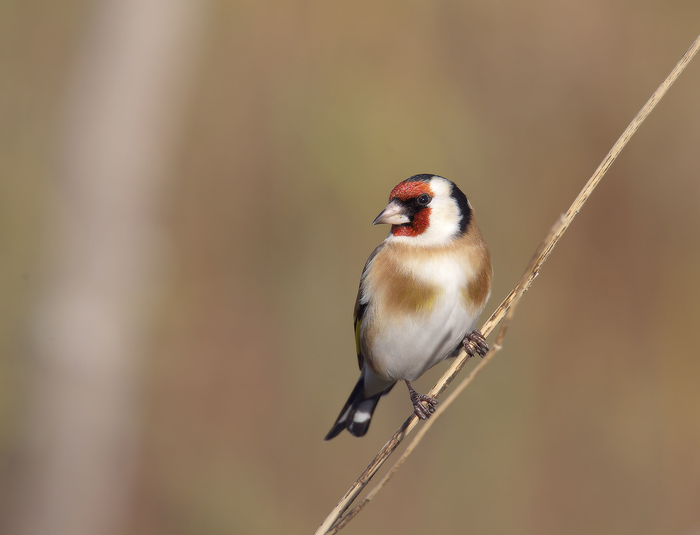 Goldfinch