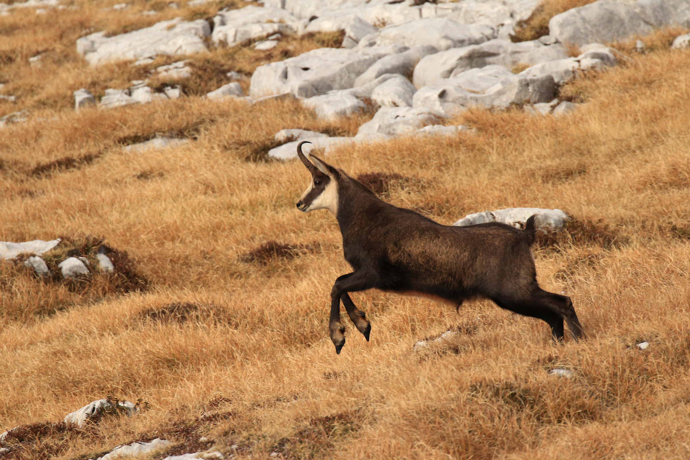 partenza del camoscio...