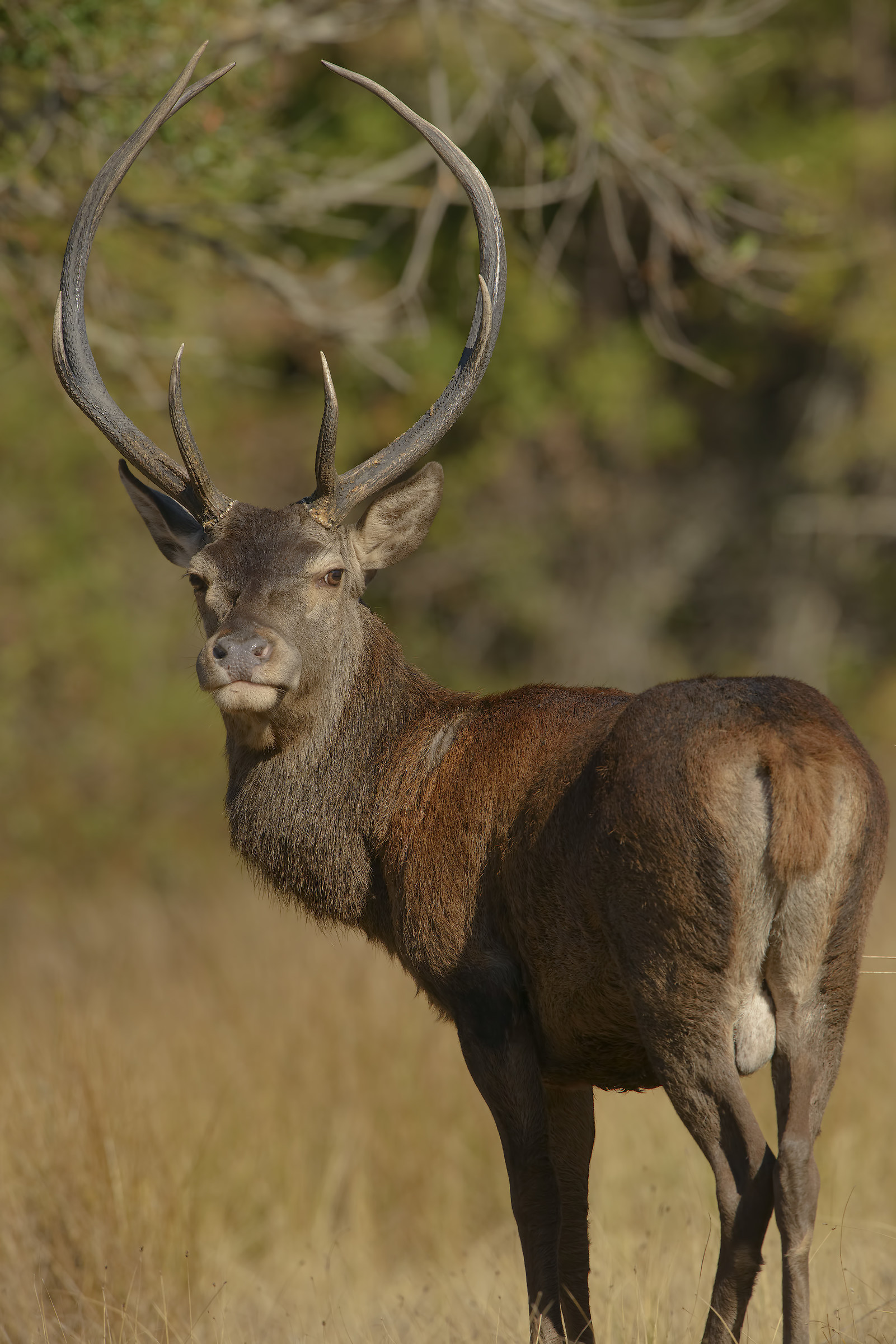 maschio campione di cervo sardo