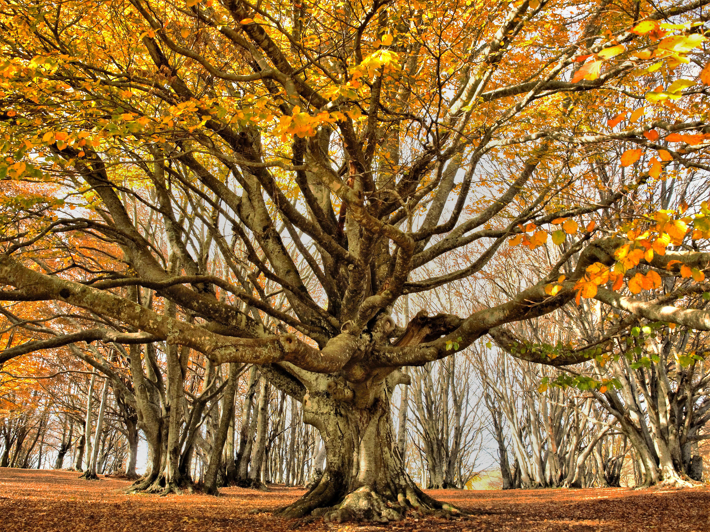 One of the grandparents in the beechwood