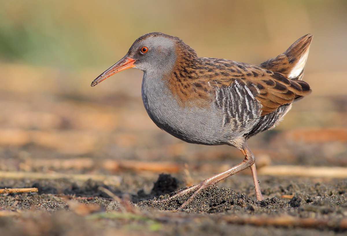Water Rail