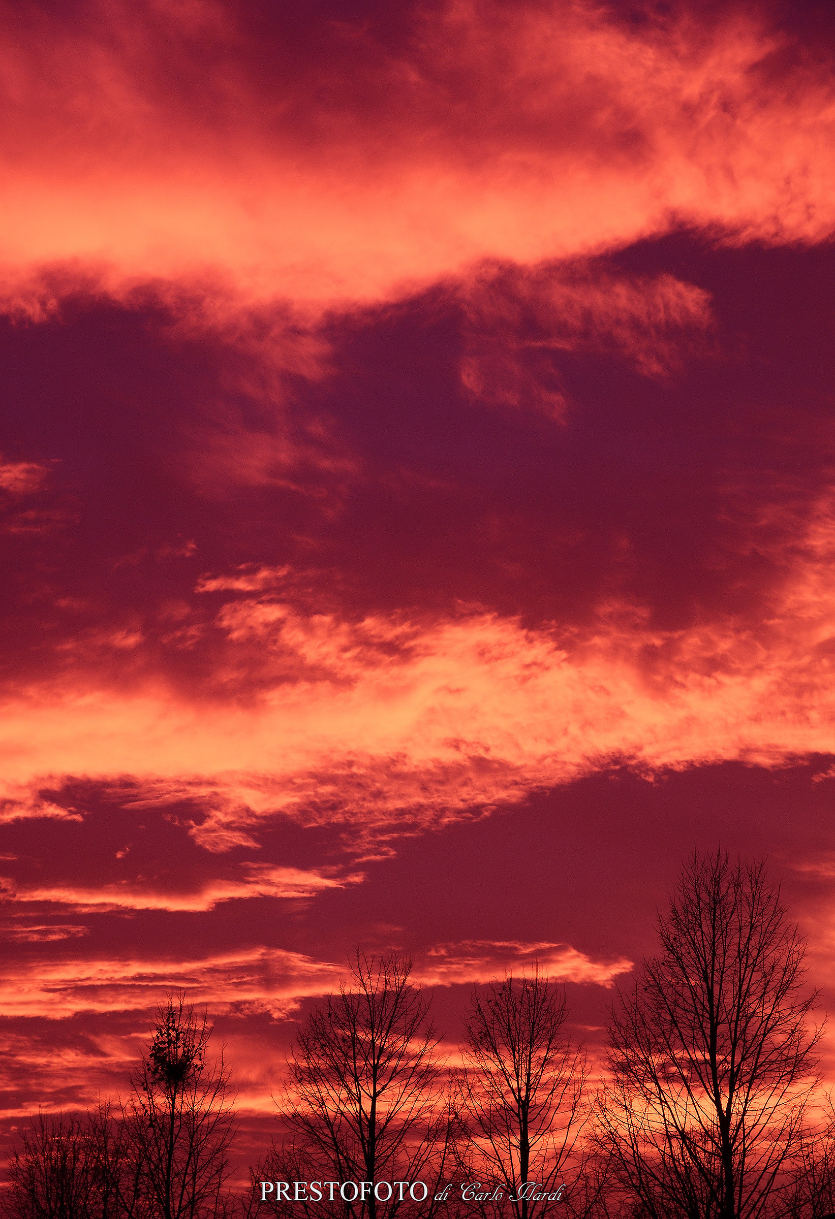 tramonto con alberi spogli