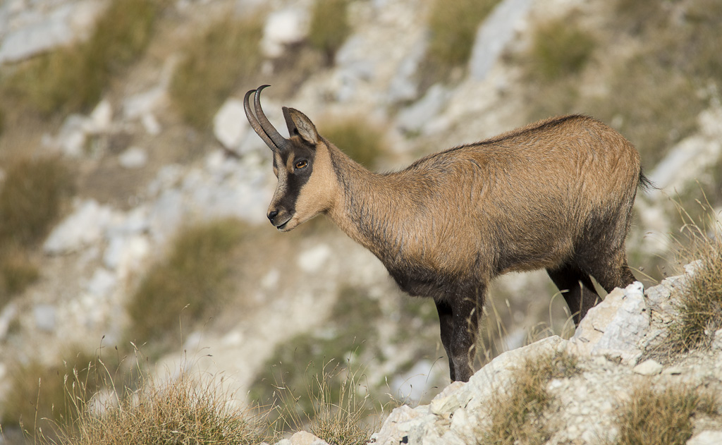 chamois Abruzzo2