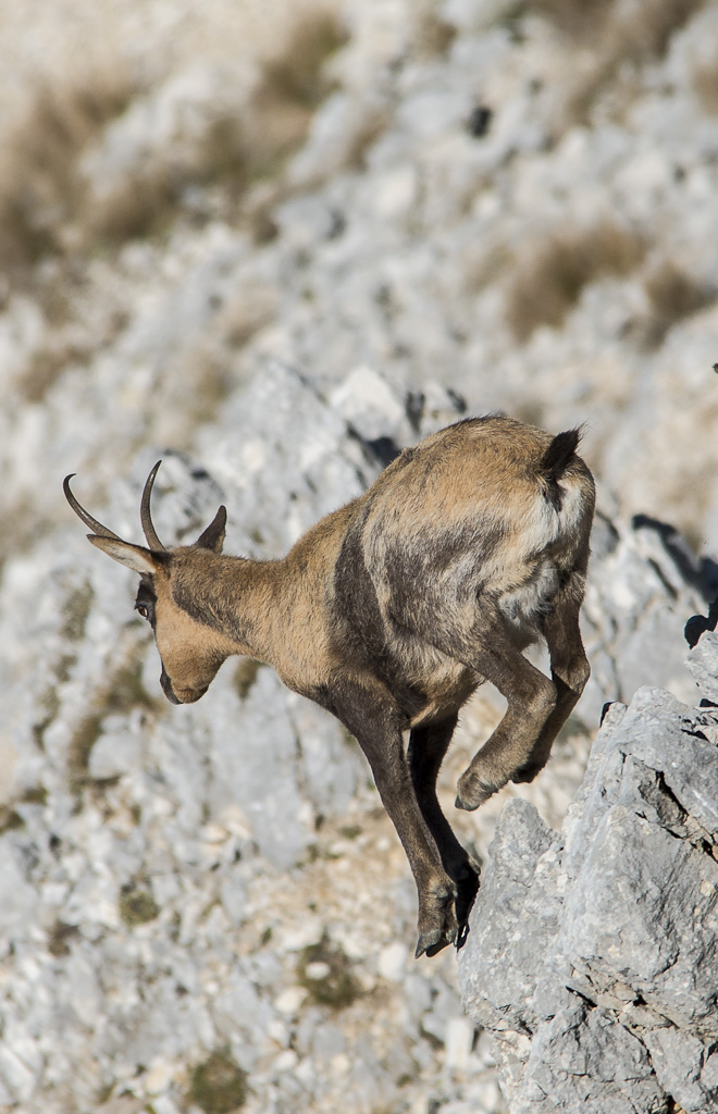 chamois Abruzzo3