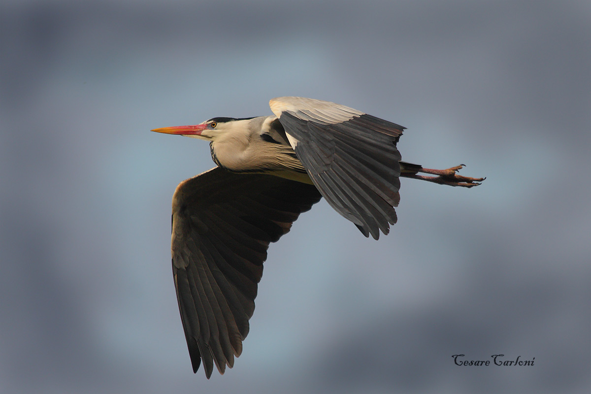 Airone cenerino (ardea cinerea)
