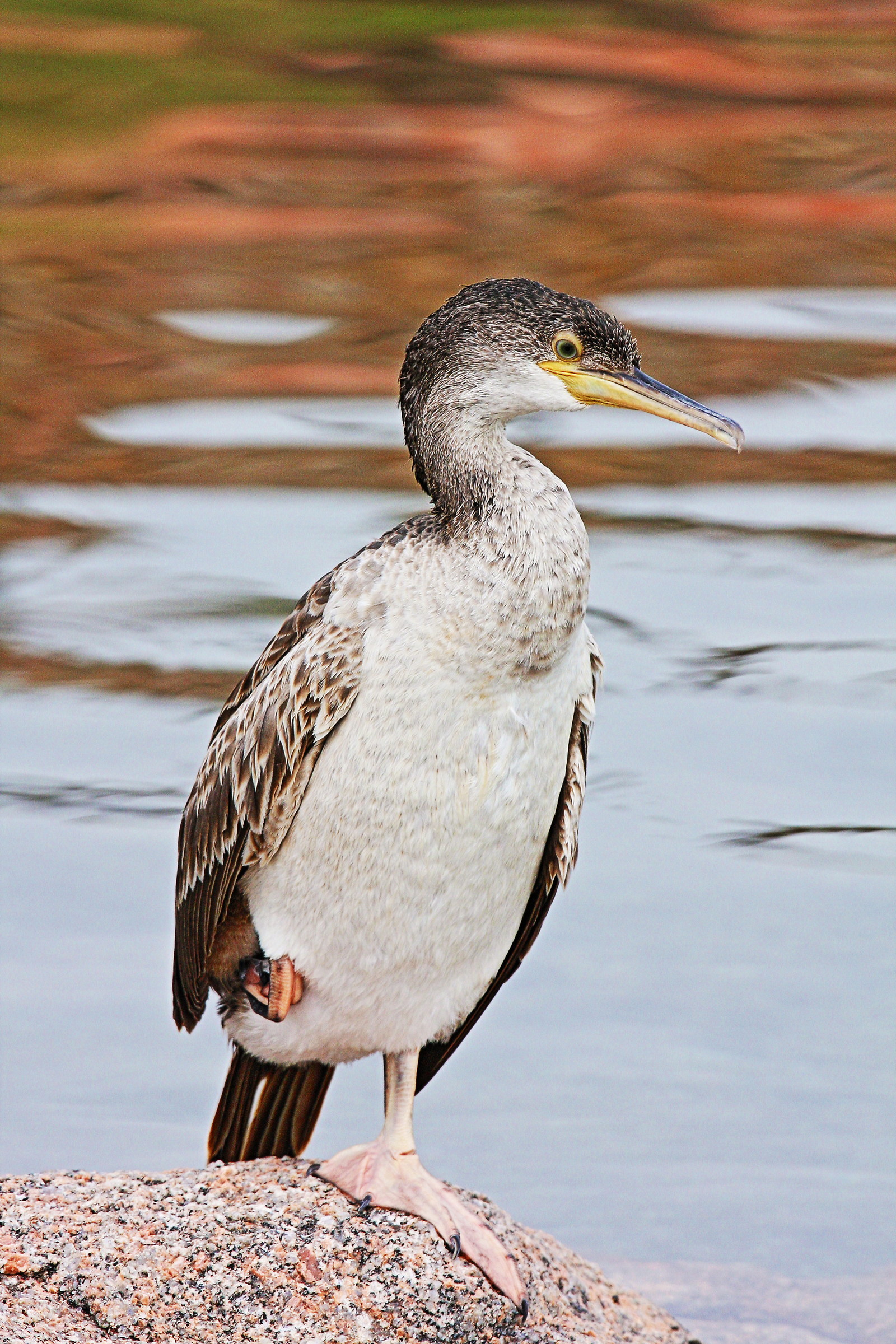 Small Cormorant